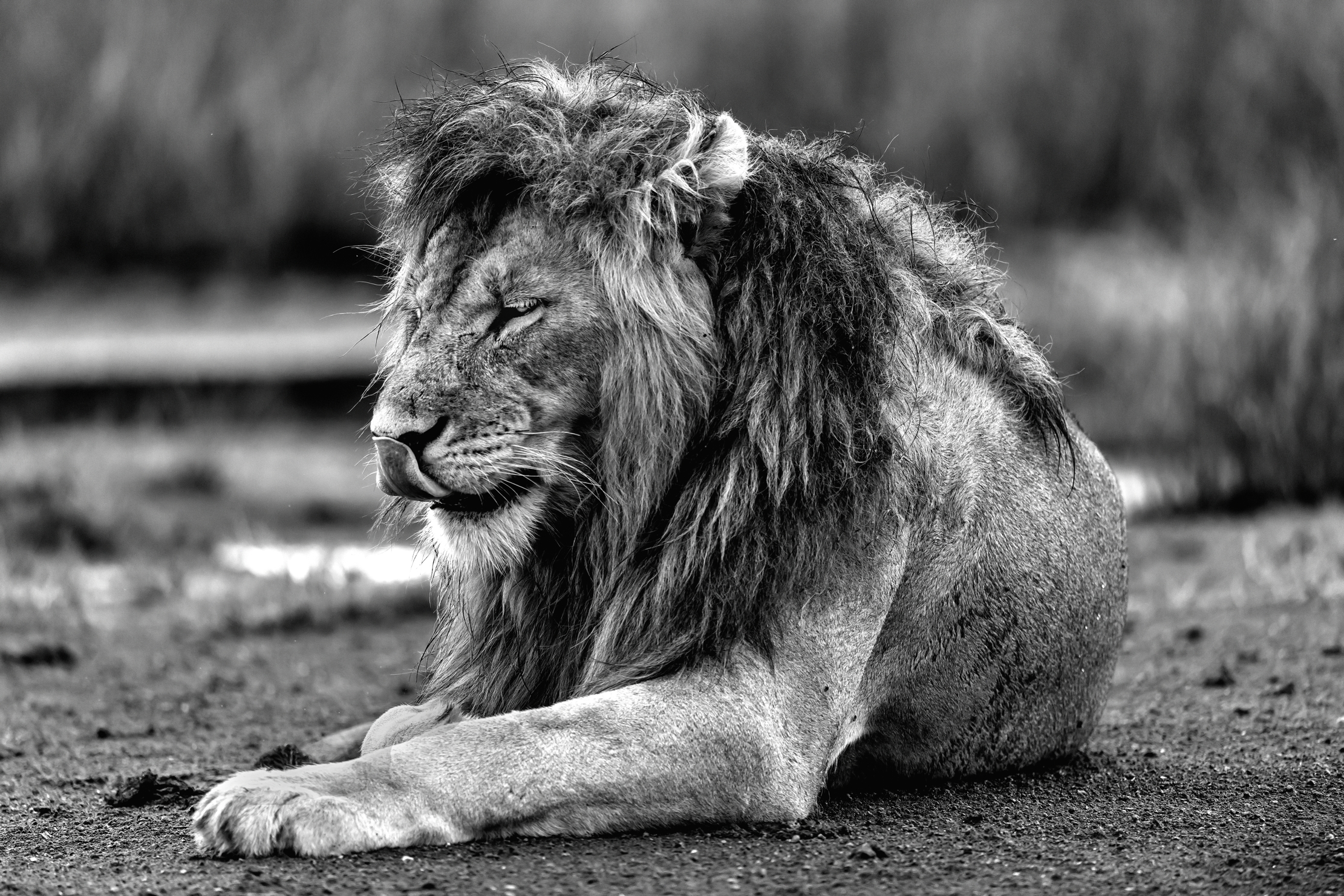 Tanzania 2016 - Lion