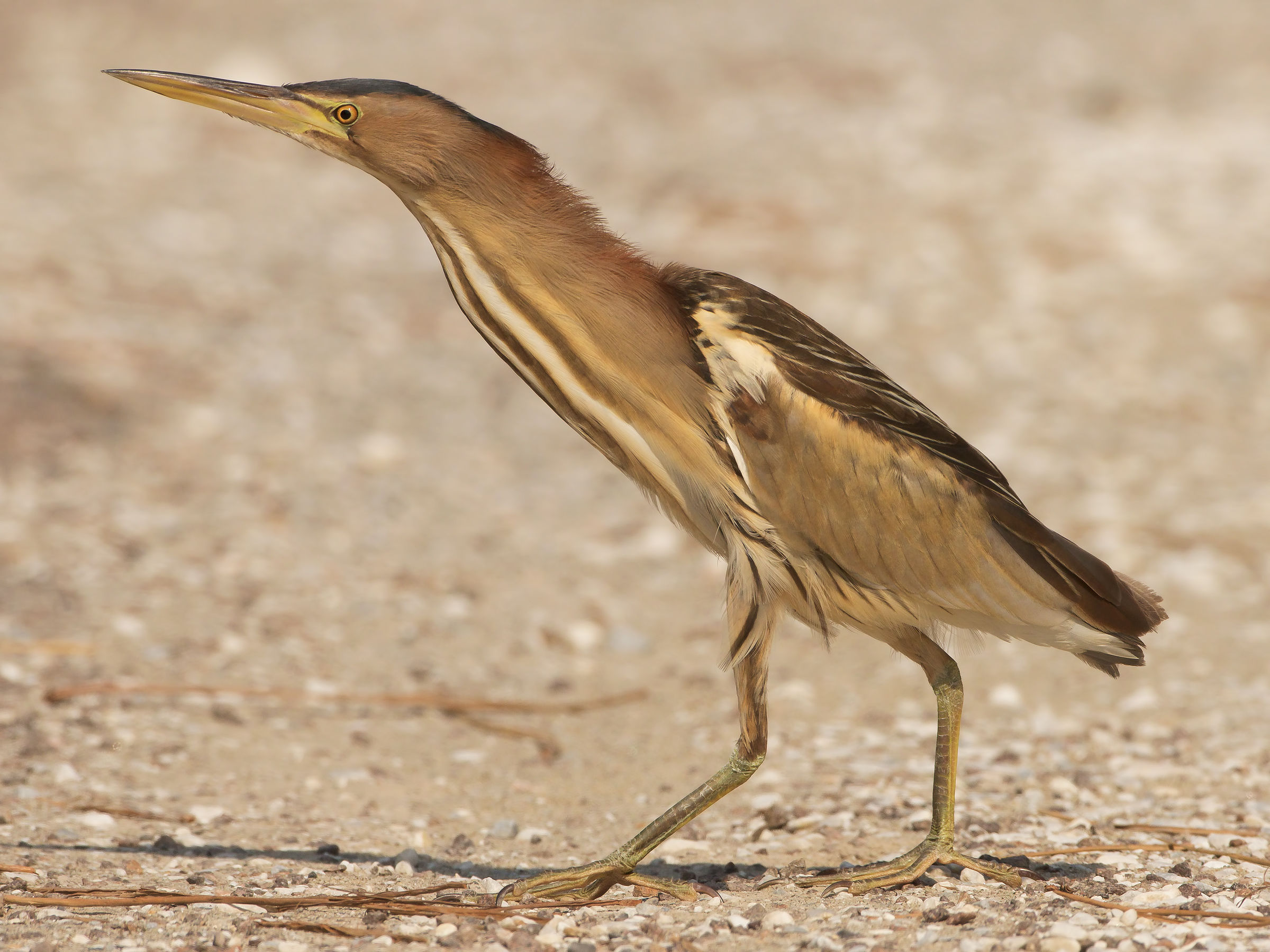 bittern