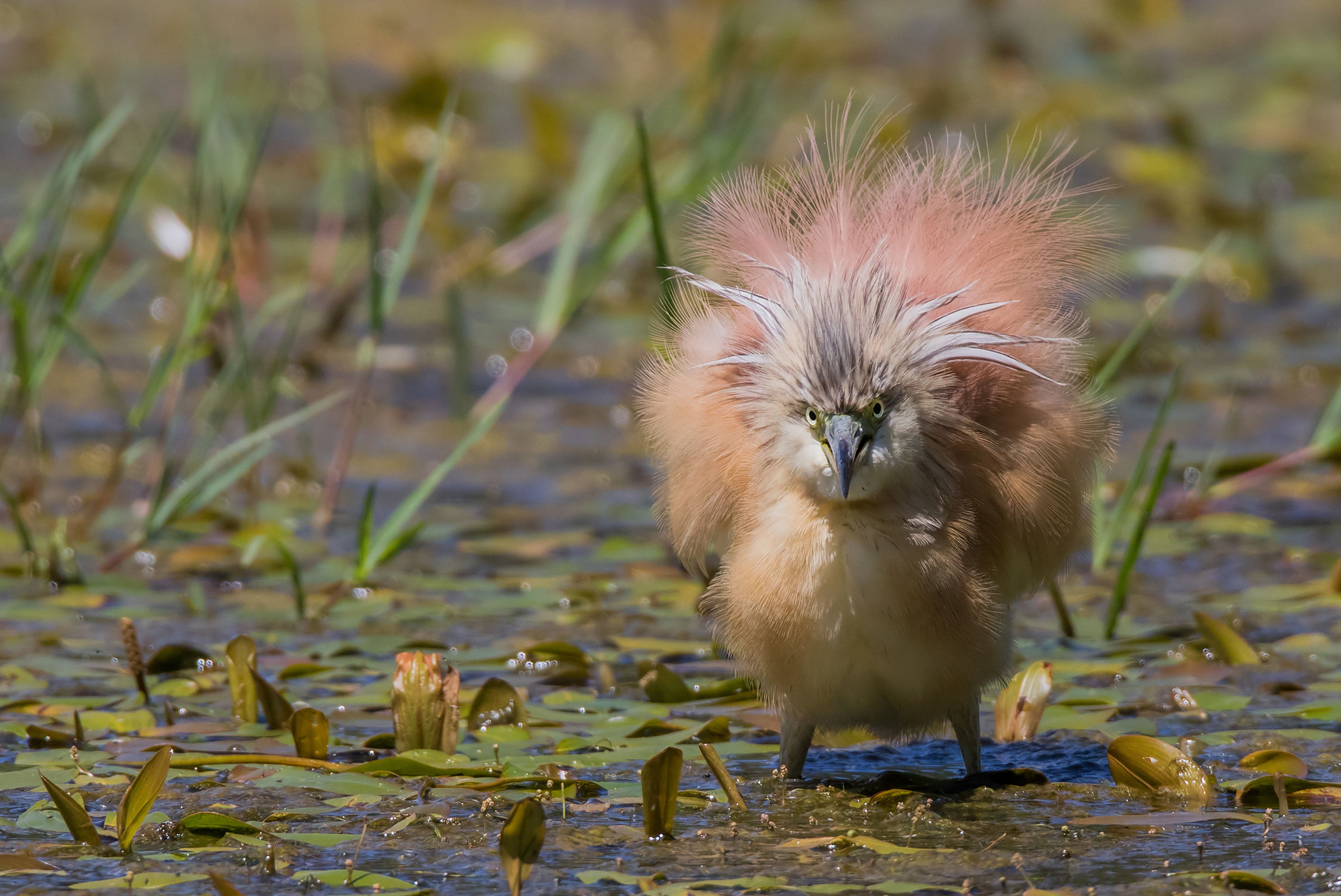 The Satan of Alviano