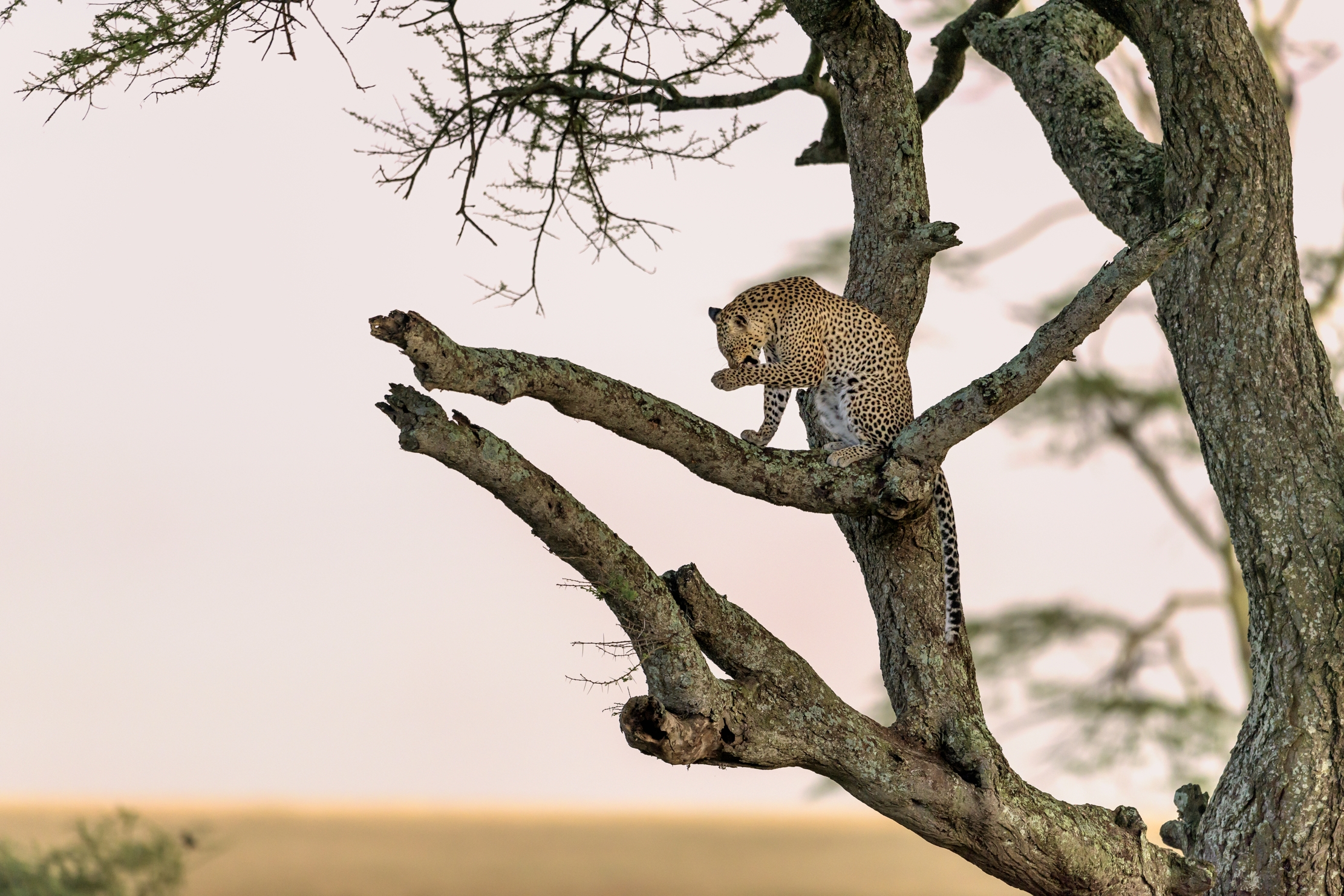 Tanzania 2016 - Sul ramo
