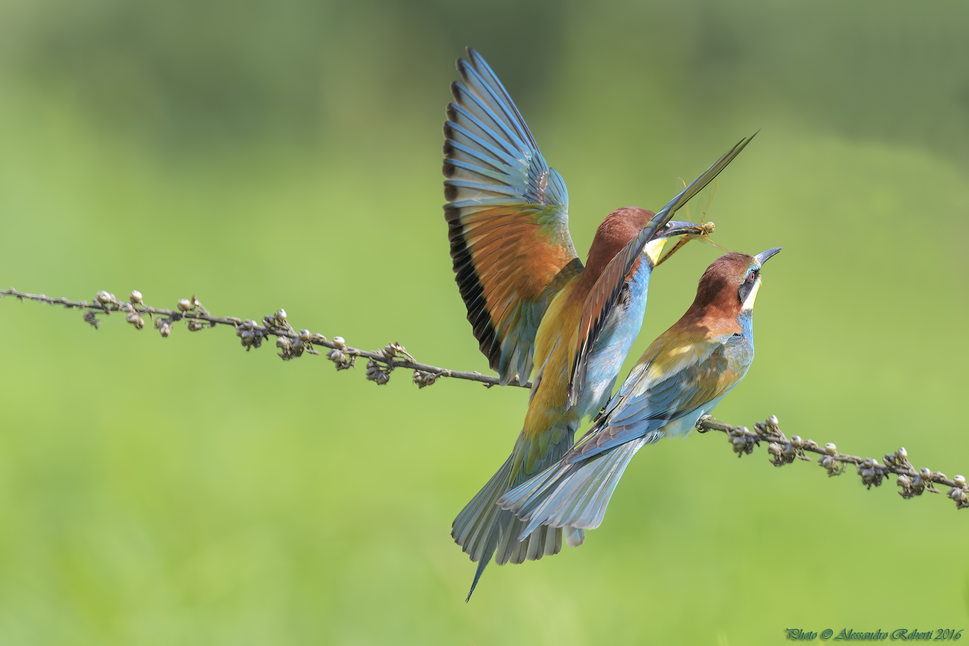 bee-eaters