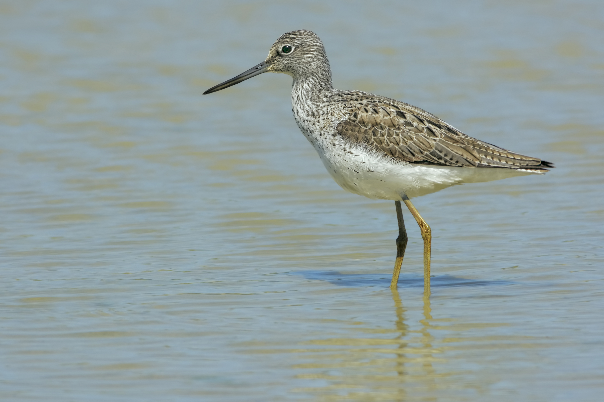 Greenshank (Tringa nebularia)
