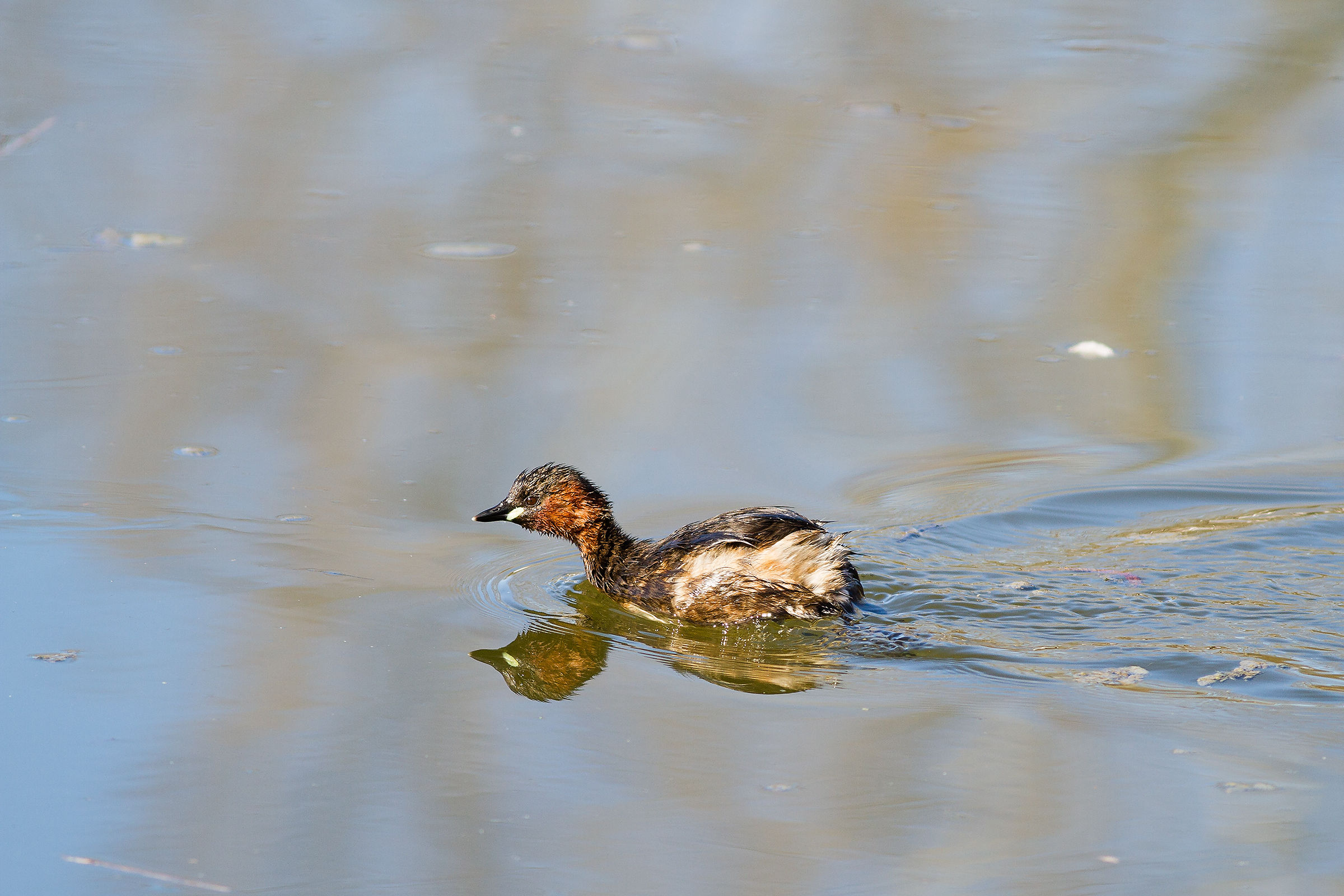Little grebe