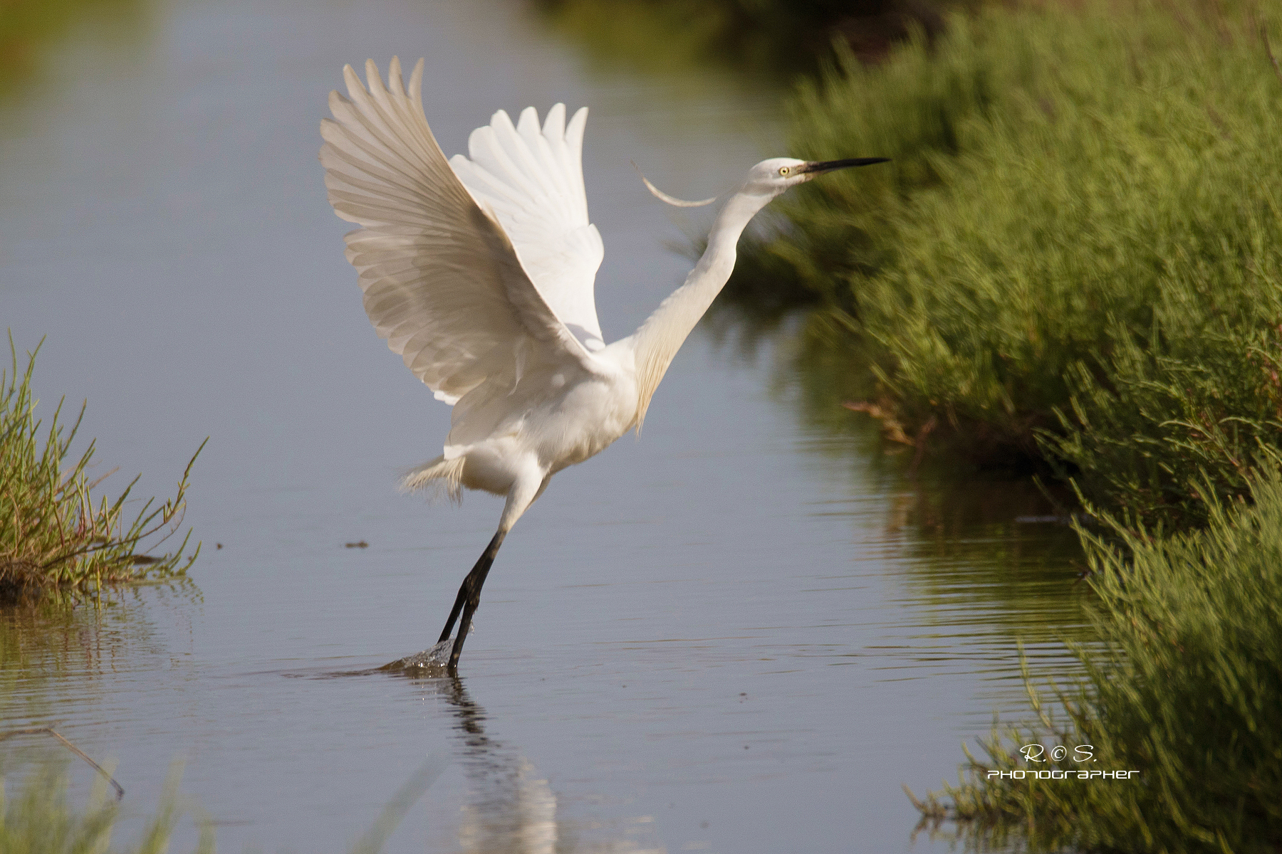 egret