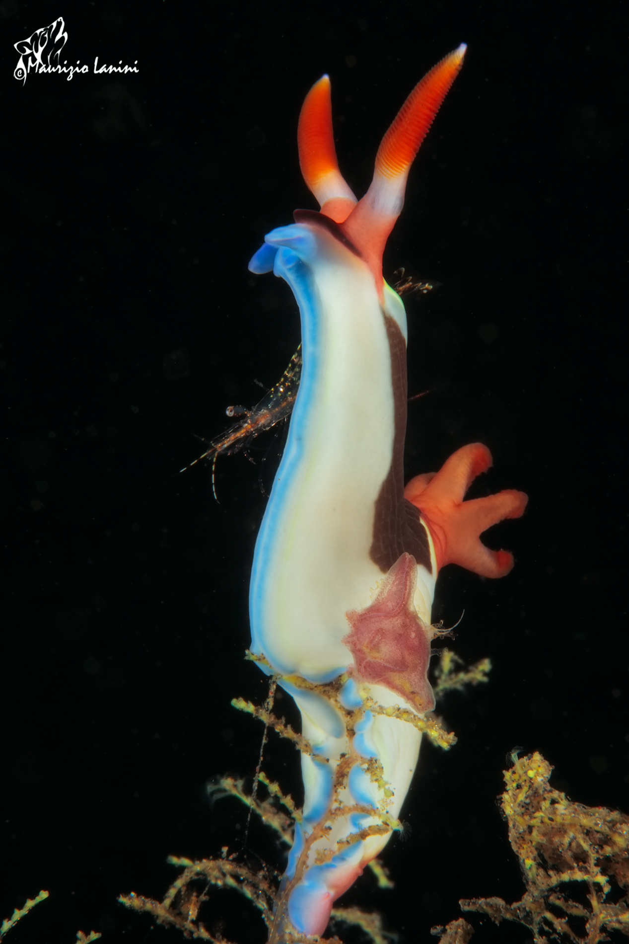 Nudibranch and shrimp (HD)