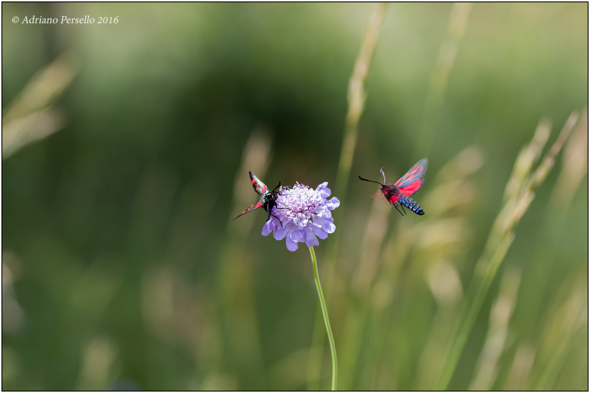 Gliding. zygaena Rhadamanthus