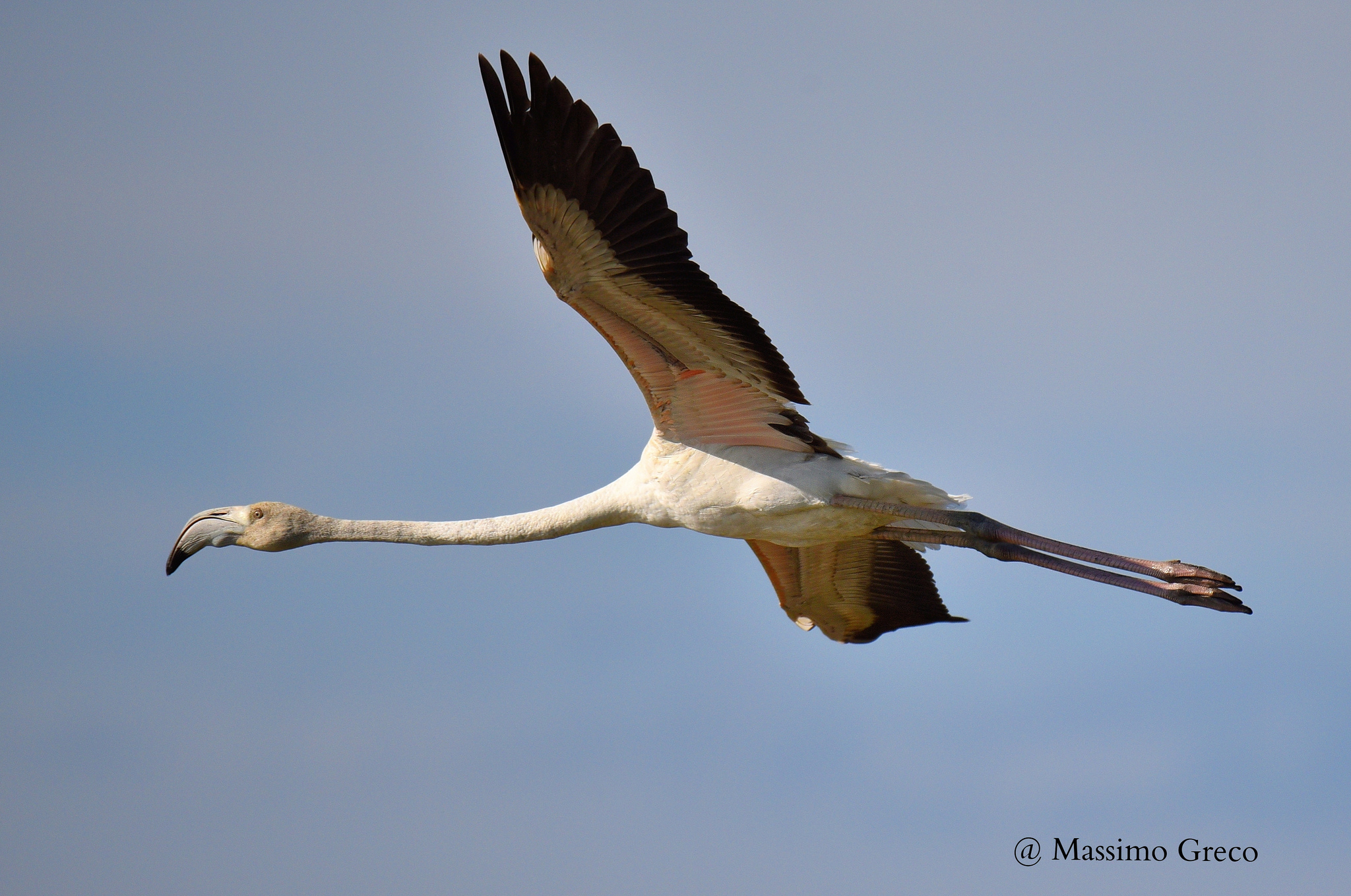 Fenicottero rosa (Phoenicopterus roseus) - Giovane