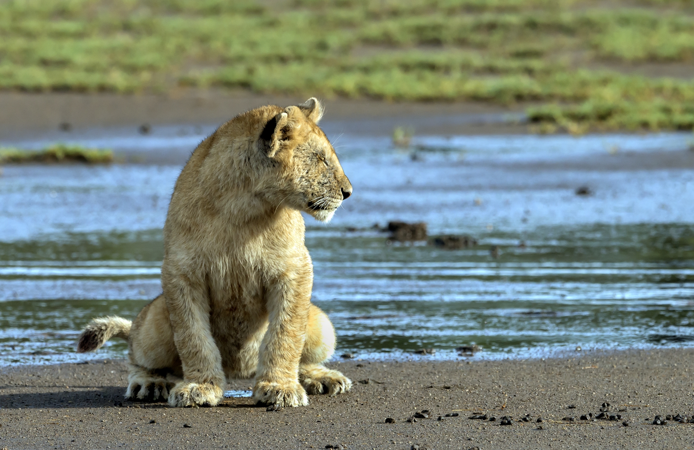 Tanzania 2016 - Pipì a Ndutu
