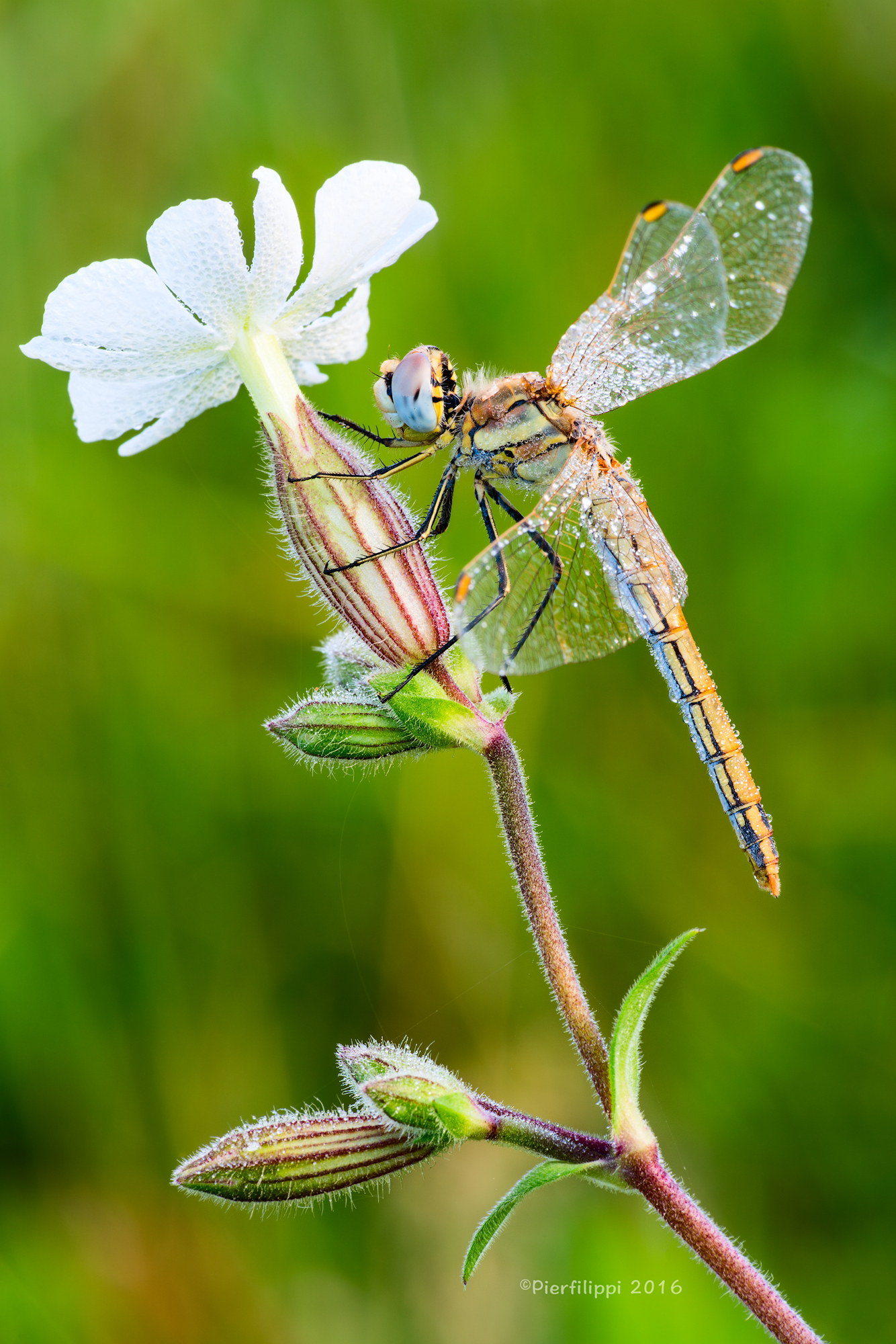 Sympetrum Fonscolombil