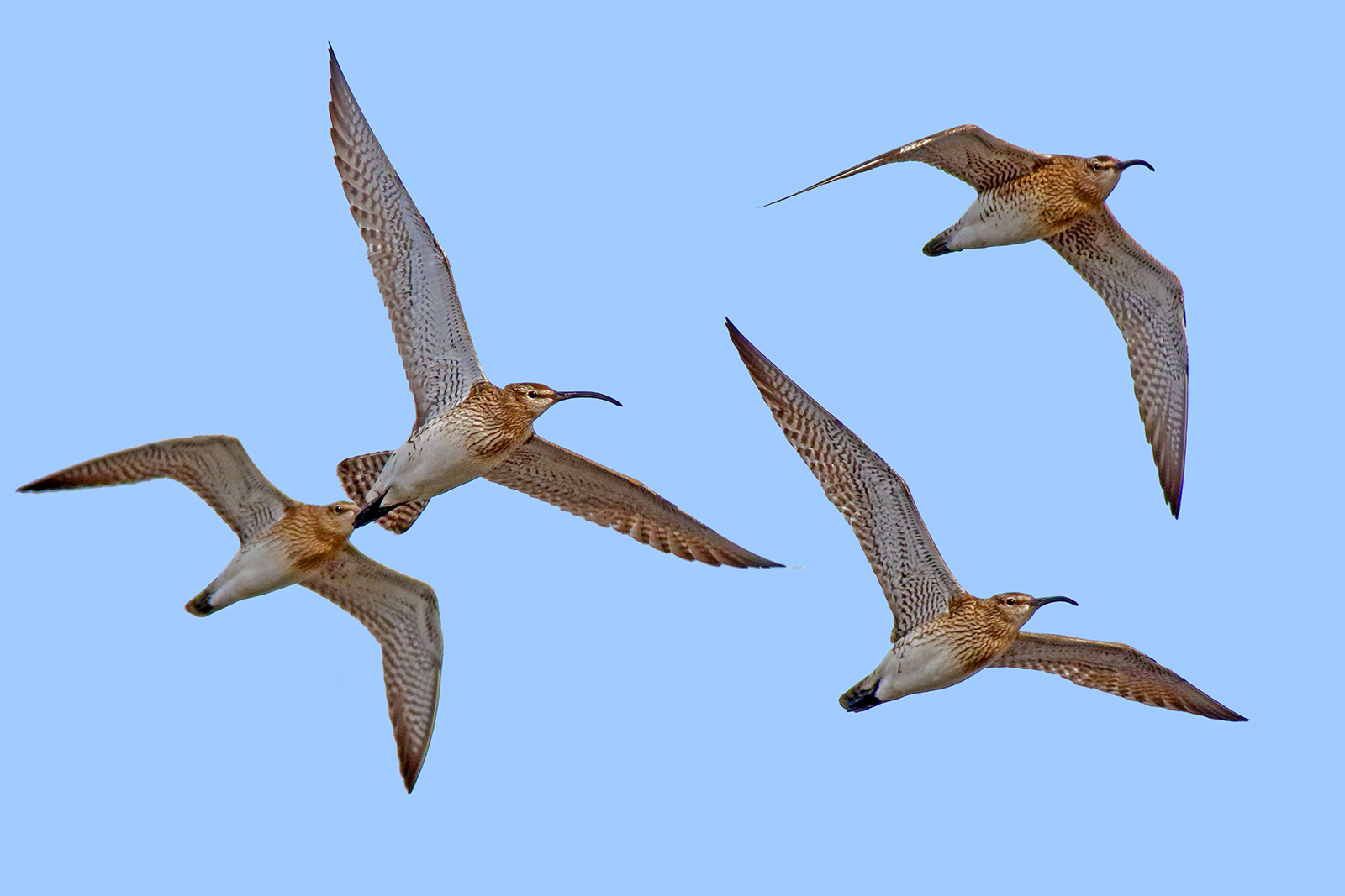 small flying curlews