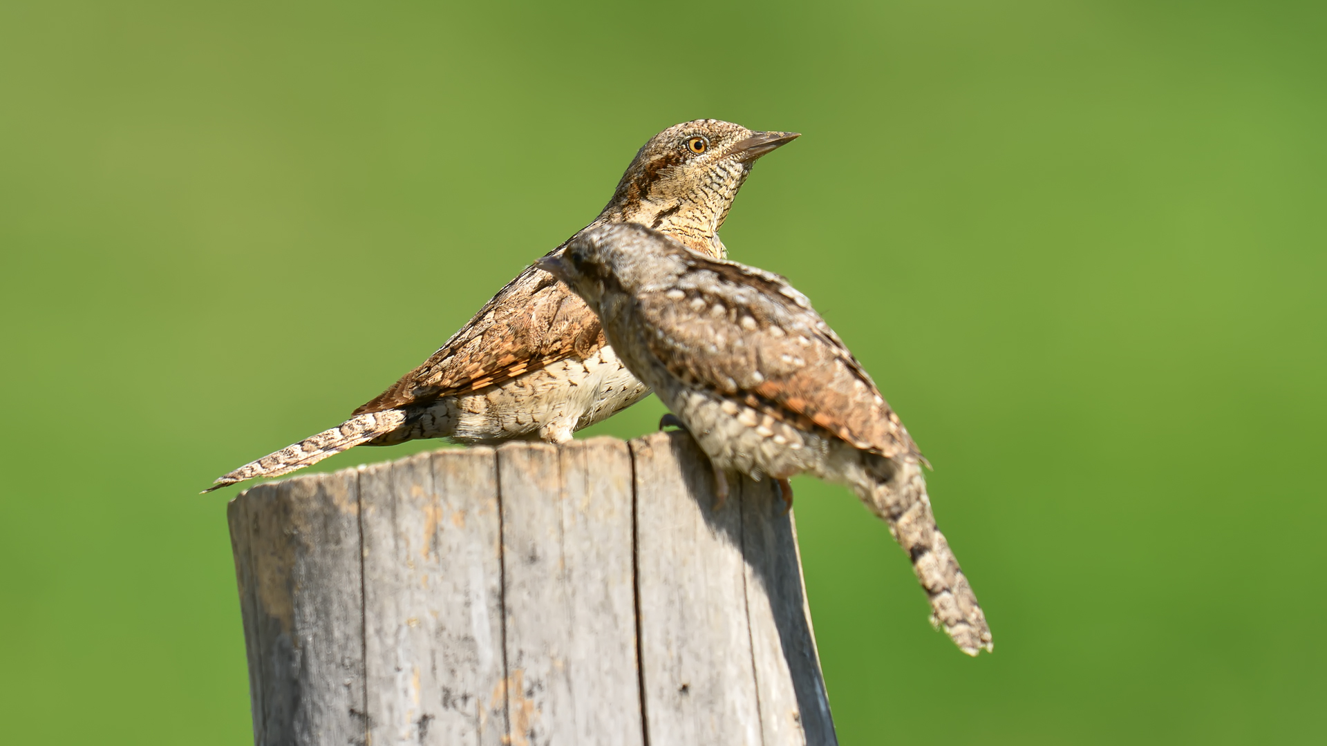 Nice catch, hello, Loris