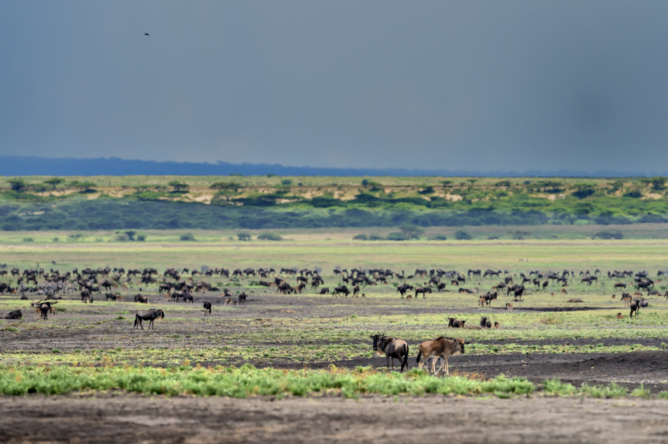 Tanzania 2016 - Ngorongoro Conservation Area