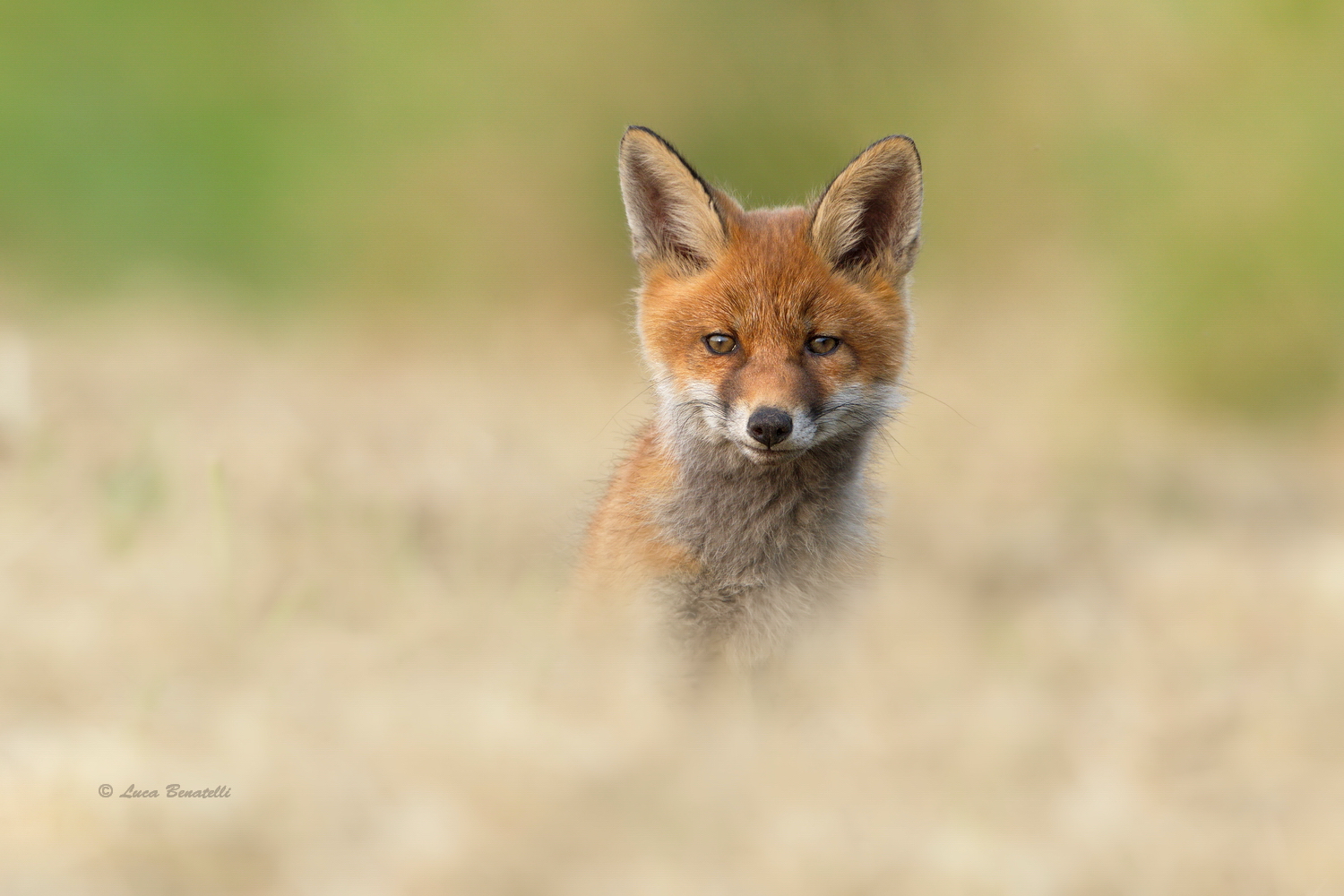 fox cub