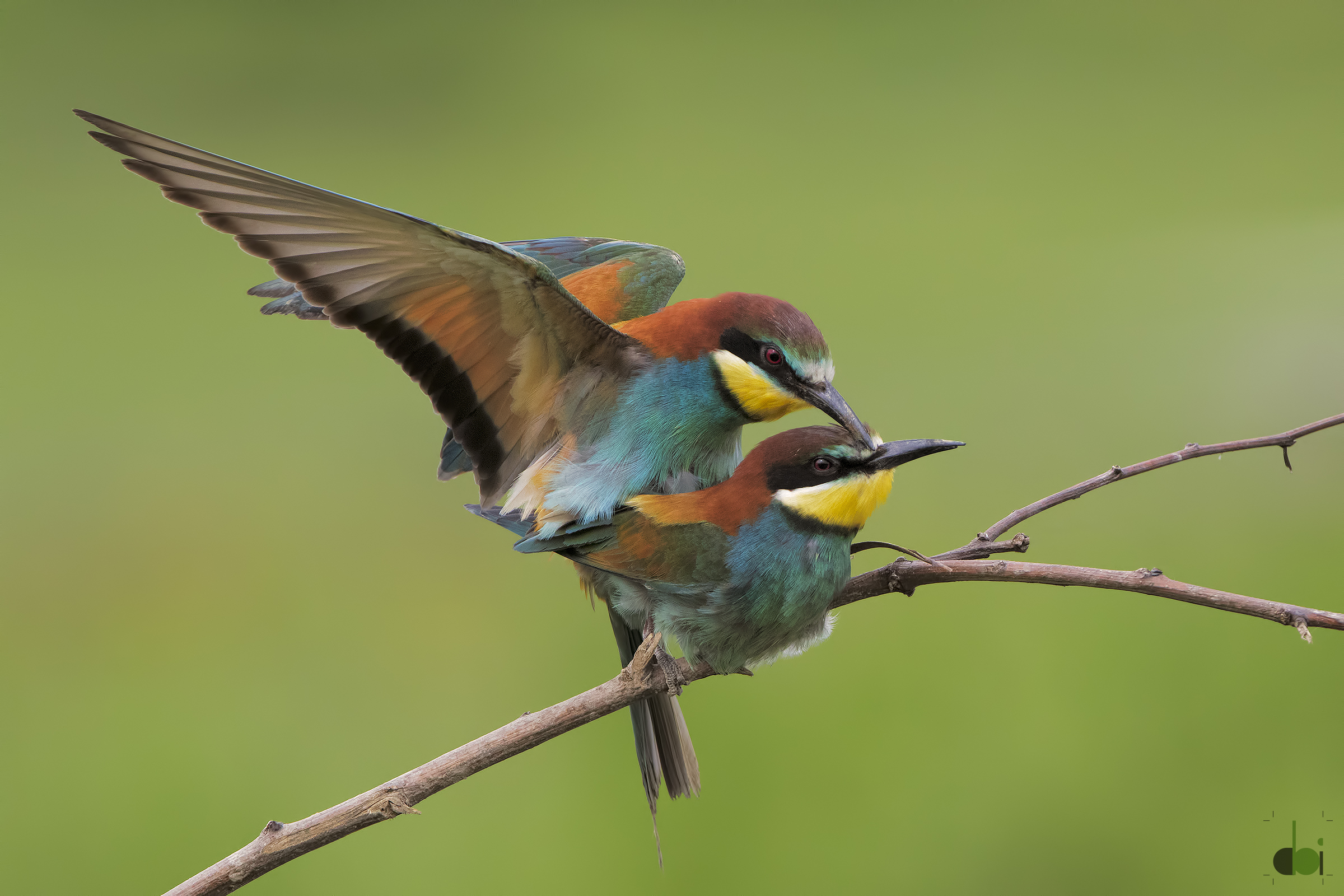 bee-eaters Pair