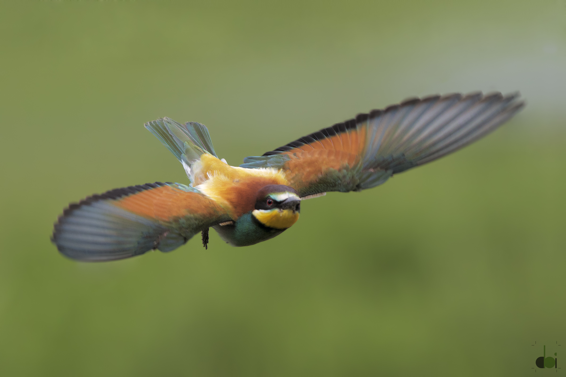 Bee-eater in flight