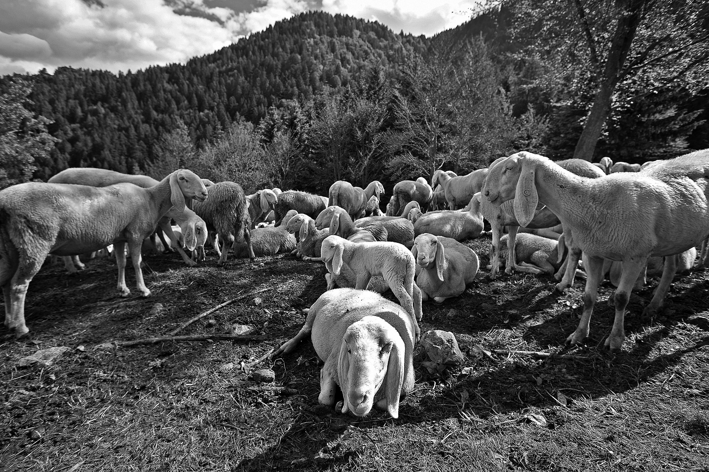 Antico mondo bucolico