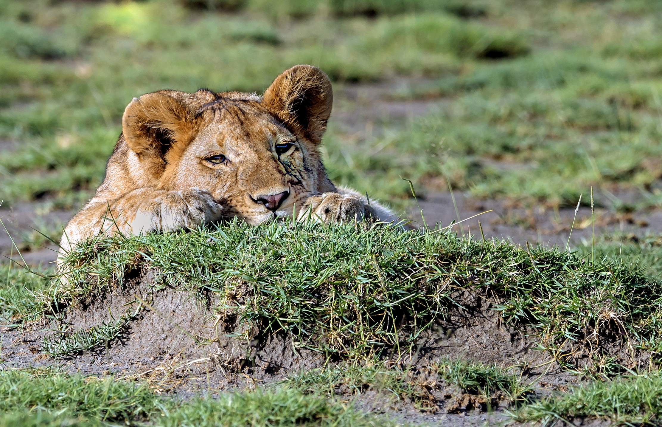 Tanzania 2016 - Noia