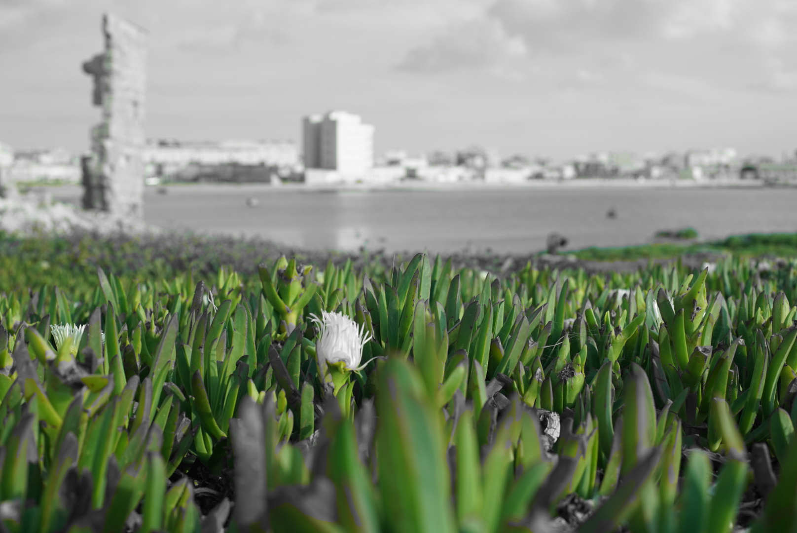 deserts will bloom ...