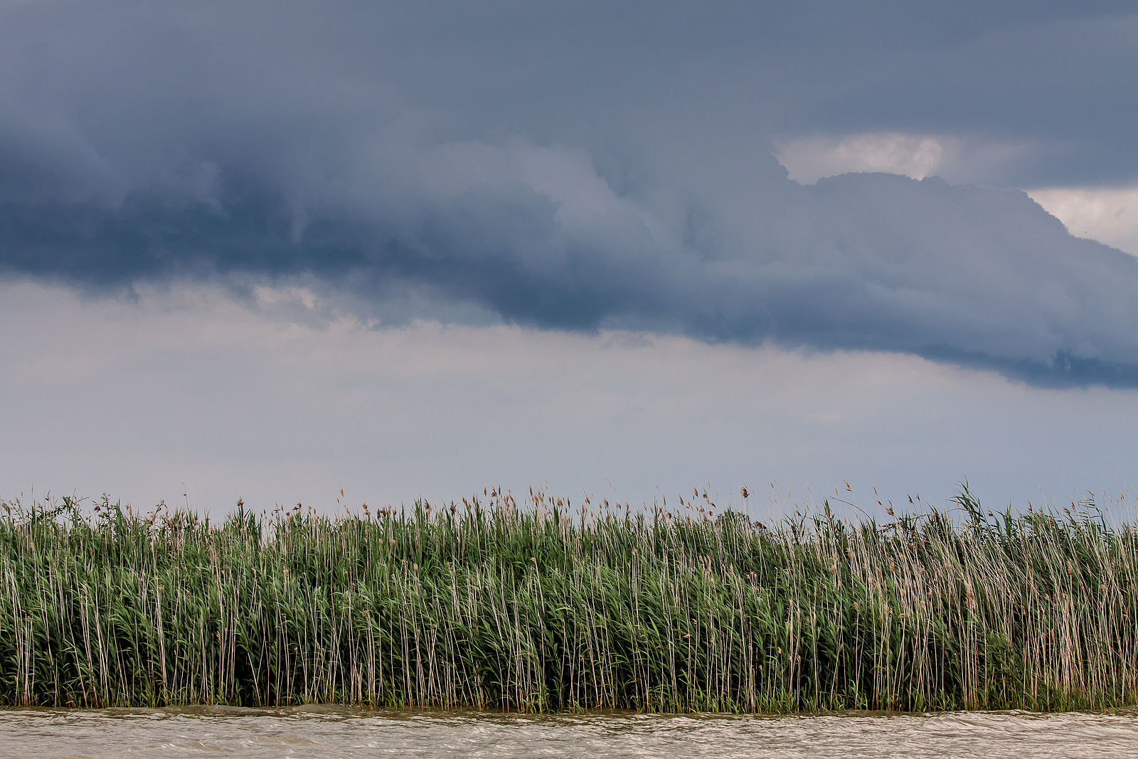 panorama delta po' con canneti.