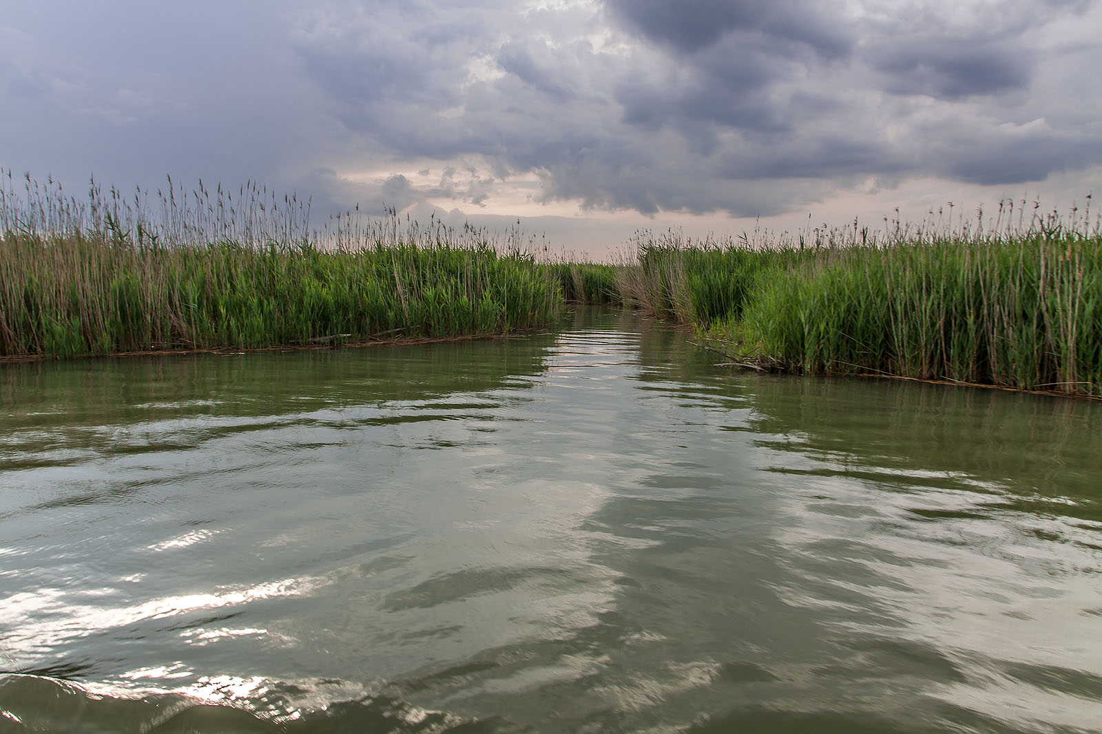 passaggio in mezzo a canneti.