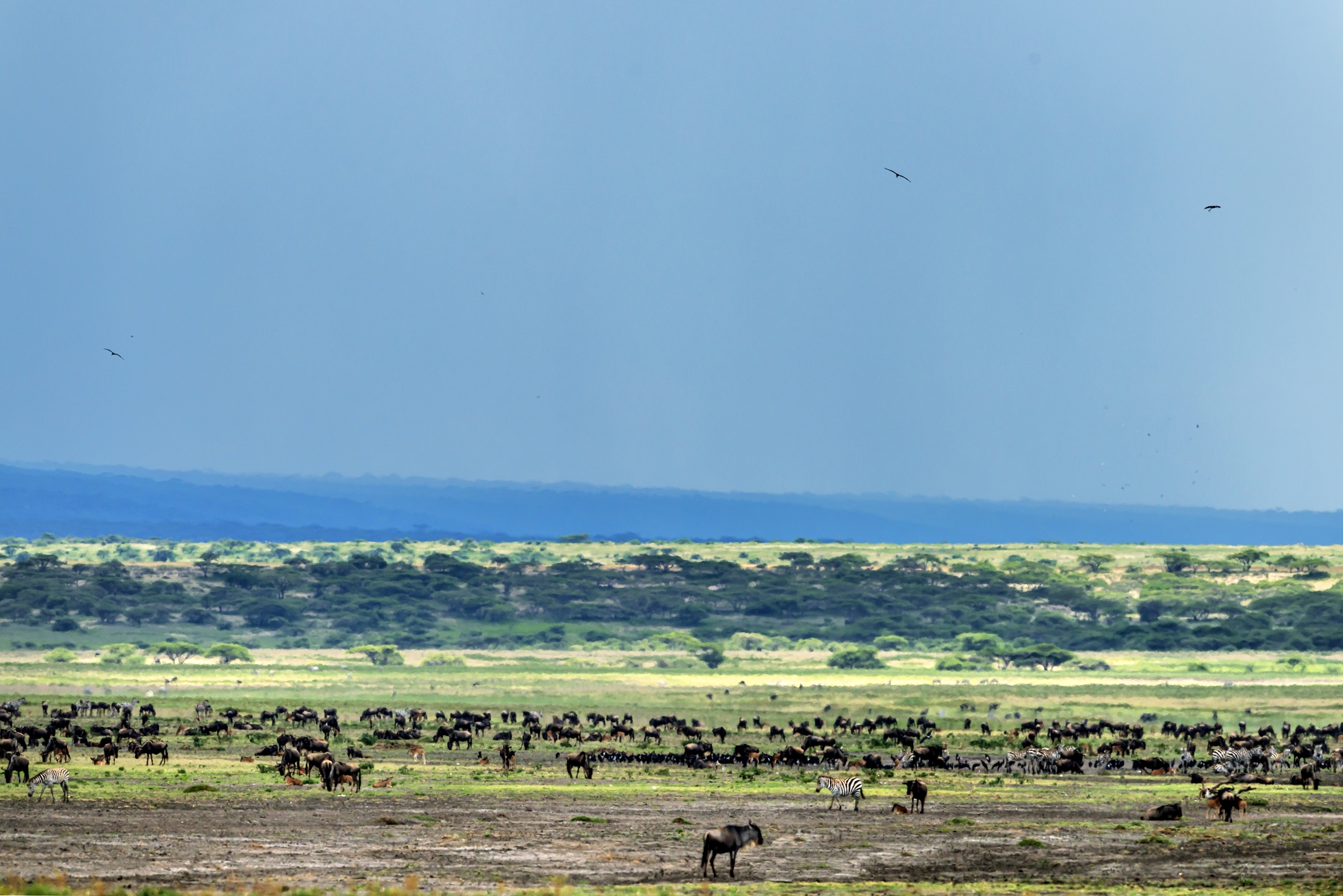 Tanzania 2016 - Ngorongoro Conservation Area