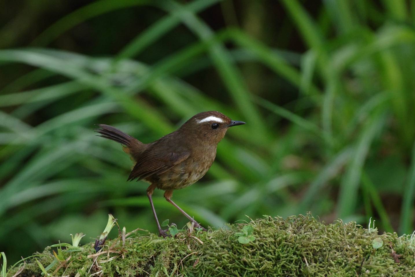 White-browed Shortwing
