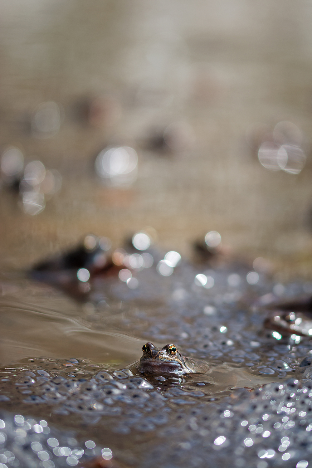 In cerca di compagnia