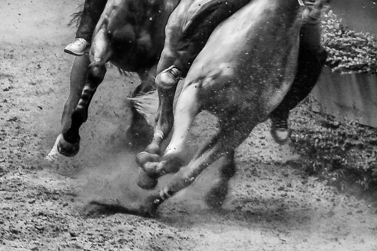 Palio di Ferrara. Horse race