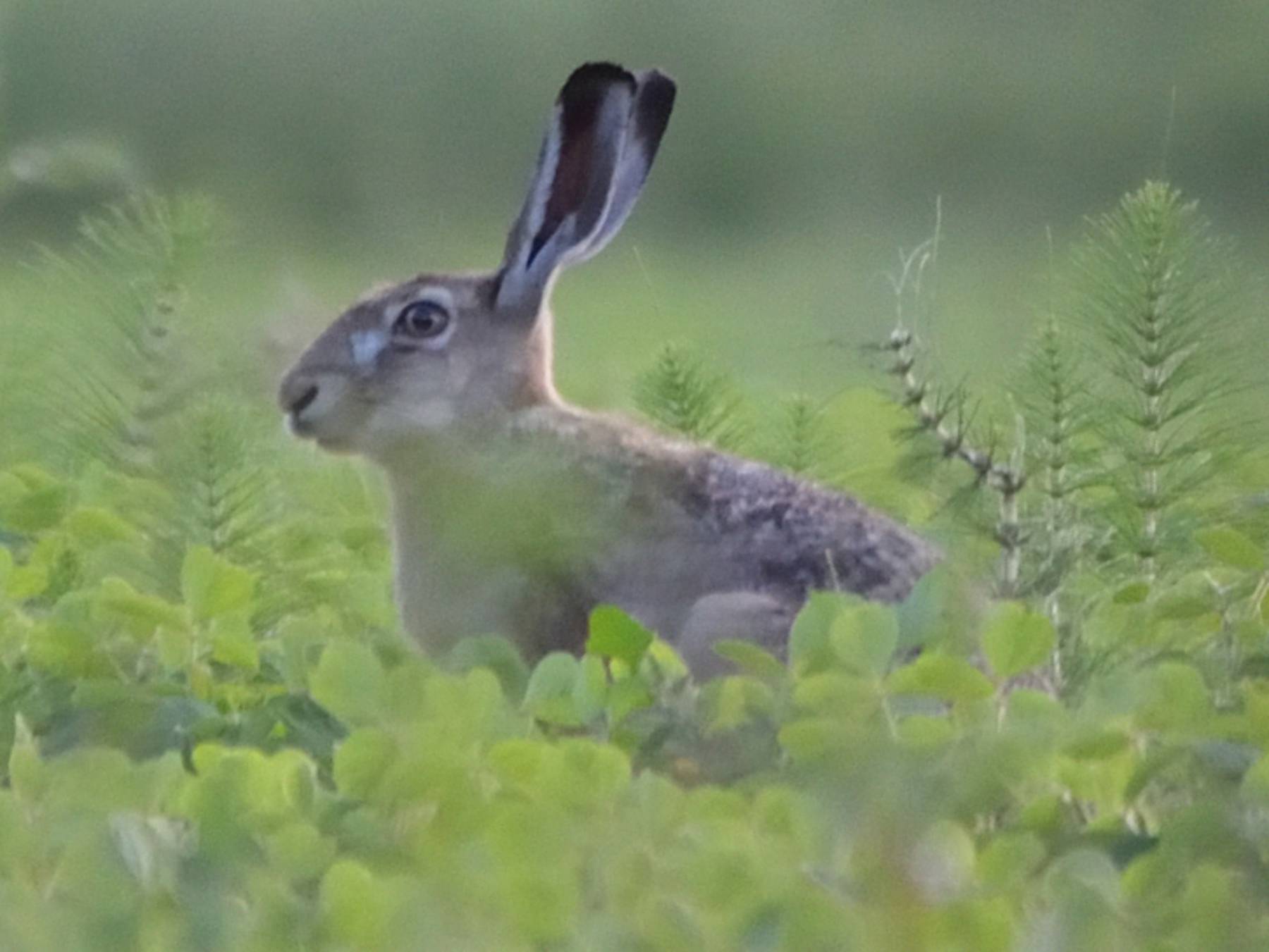 wild hare