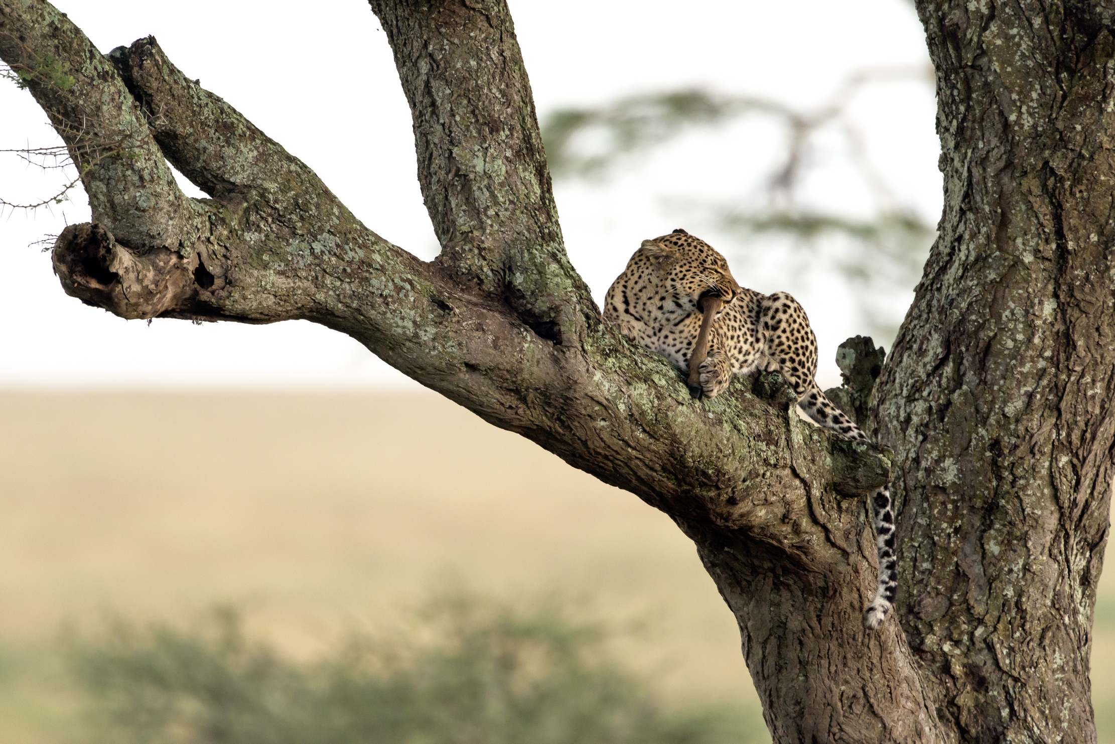 Tanzania 2016 - L'osso