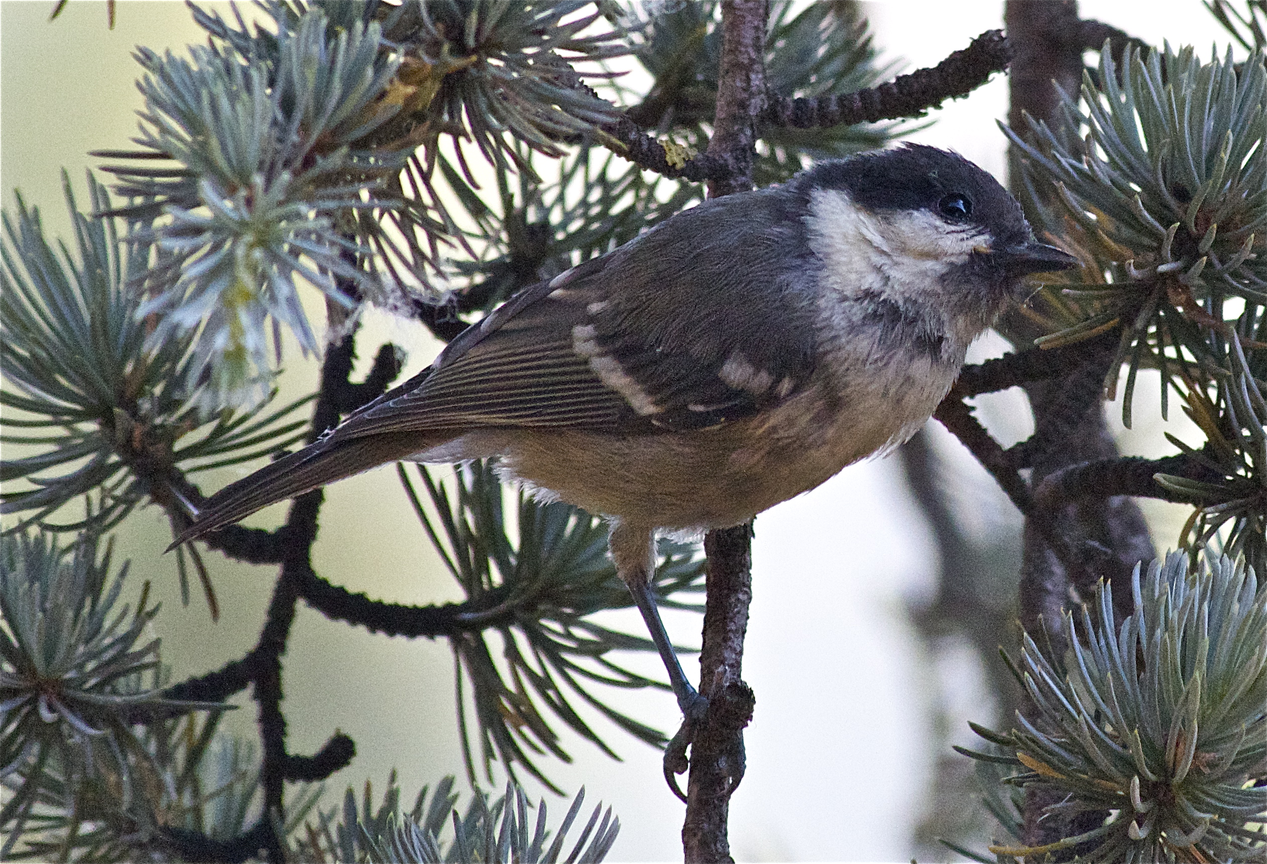 ... caccia grossa ...
