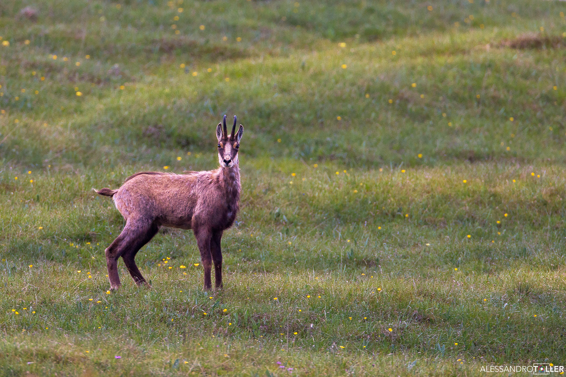 Chamois