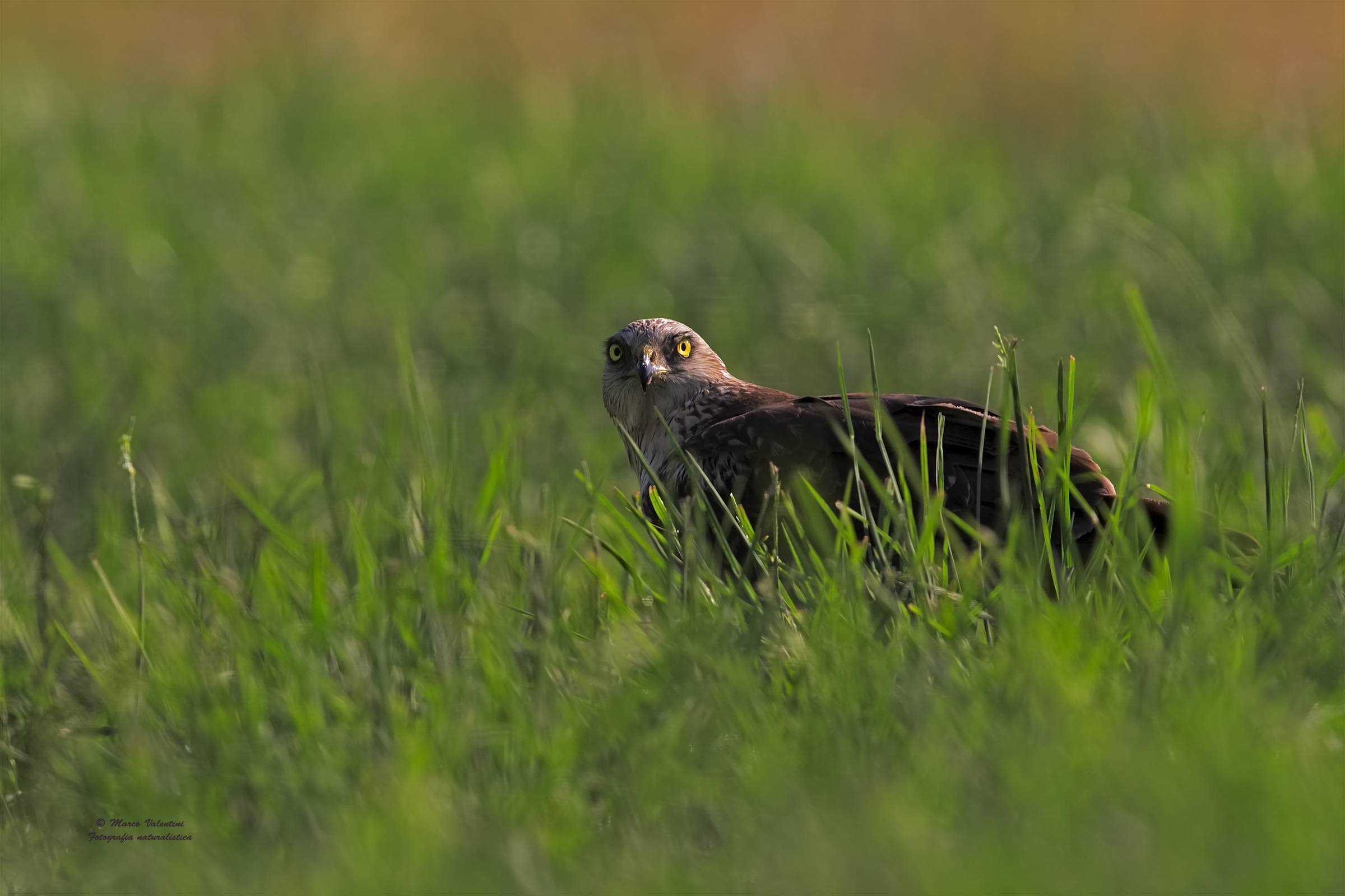 Lo sguardo del falco