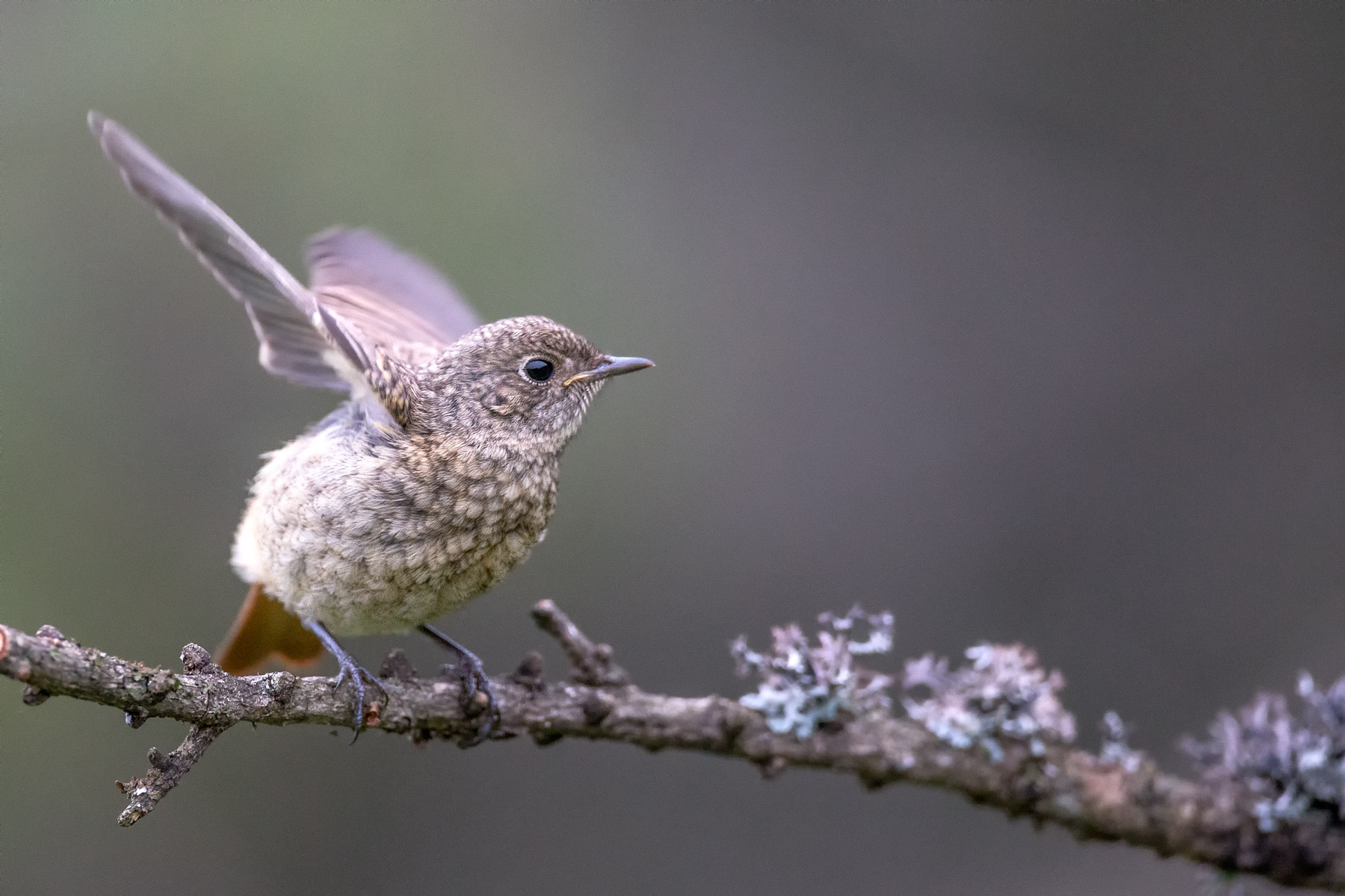 Codirosso comune giovane