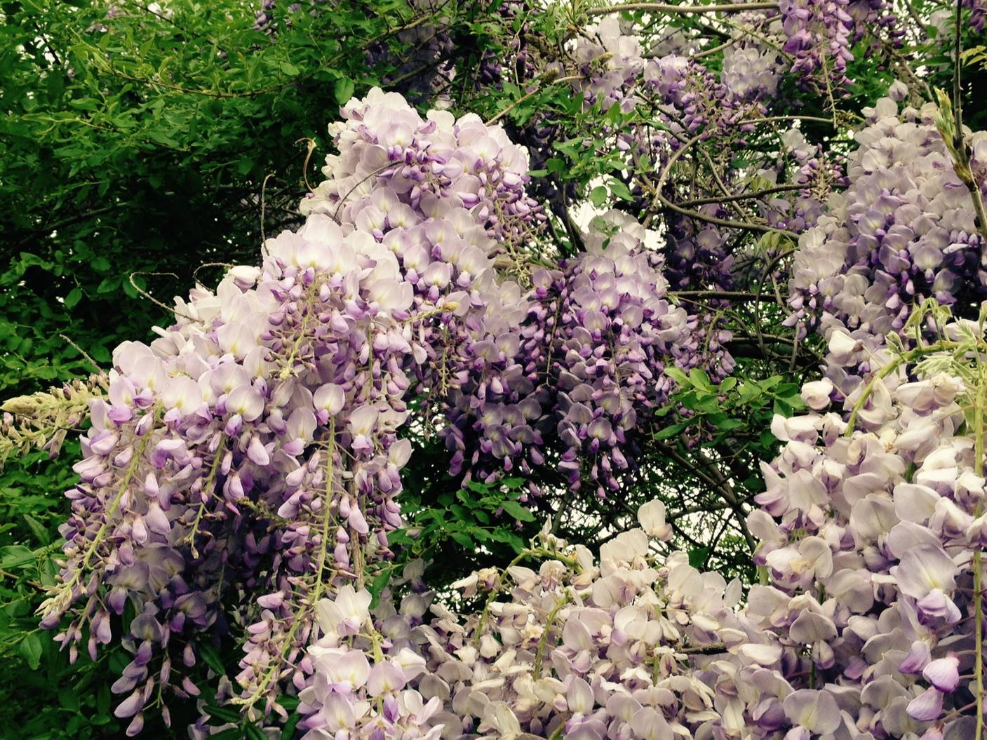 wisteria