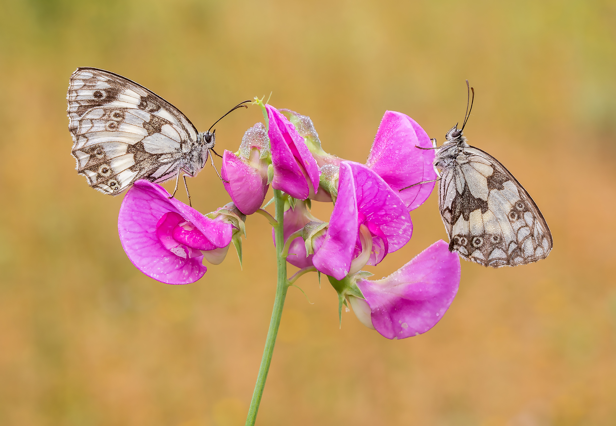 Double Melanargia galathea of ??Pisum sativum