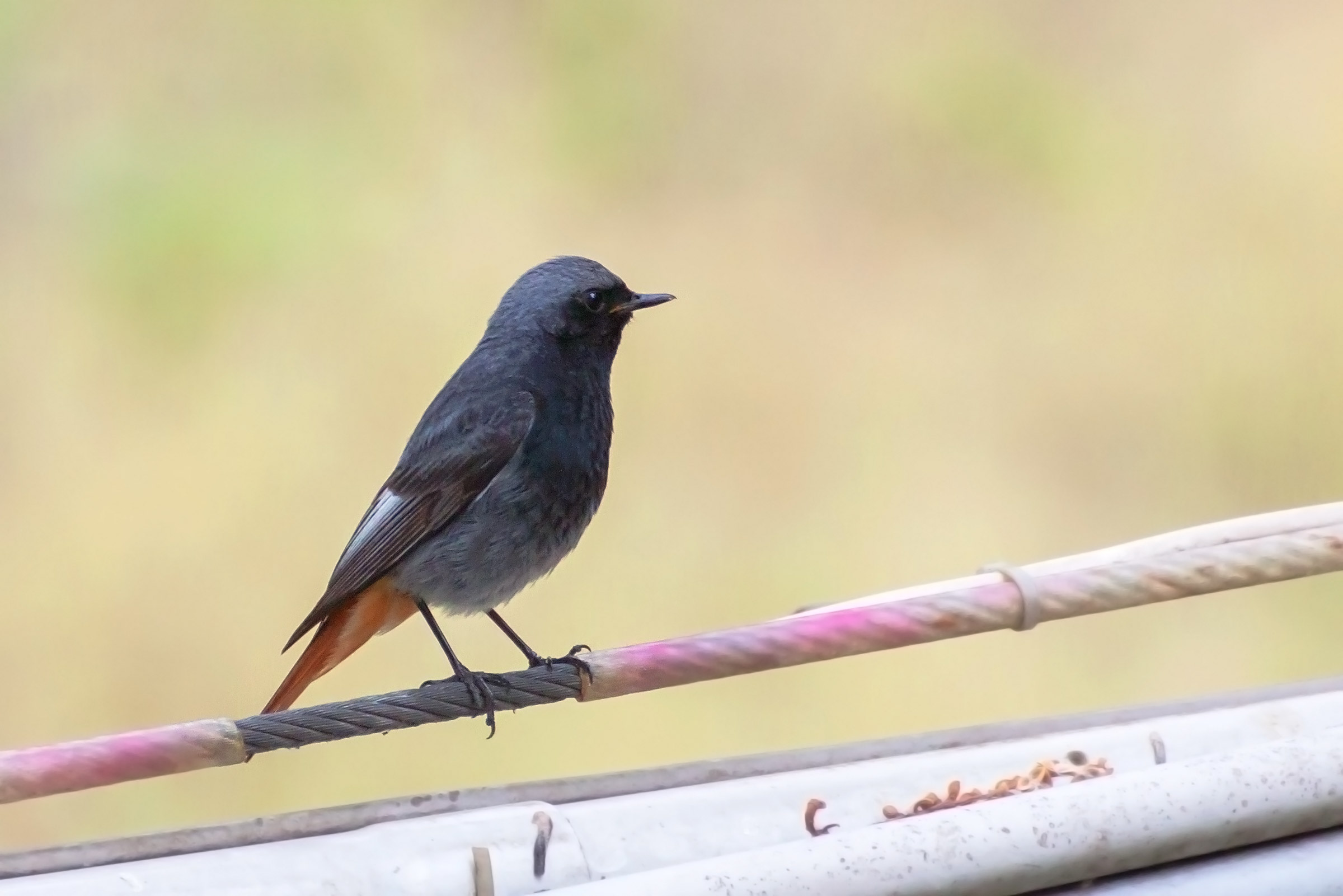 Codirosso Spazzacamino - Proprio lì ti dovevi mettere...
