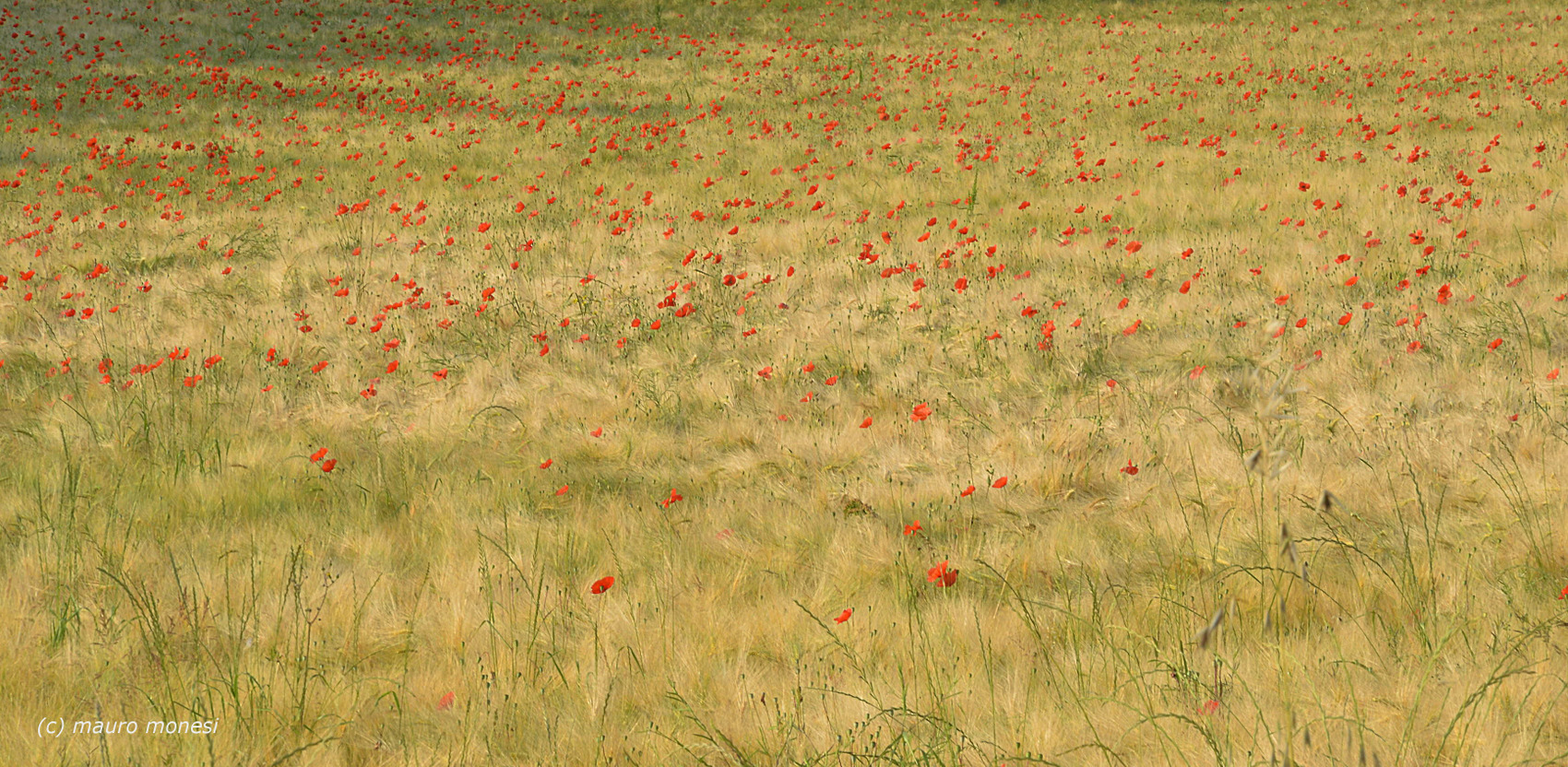 In waiting for the summer