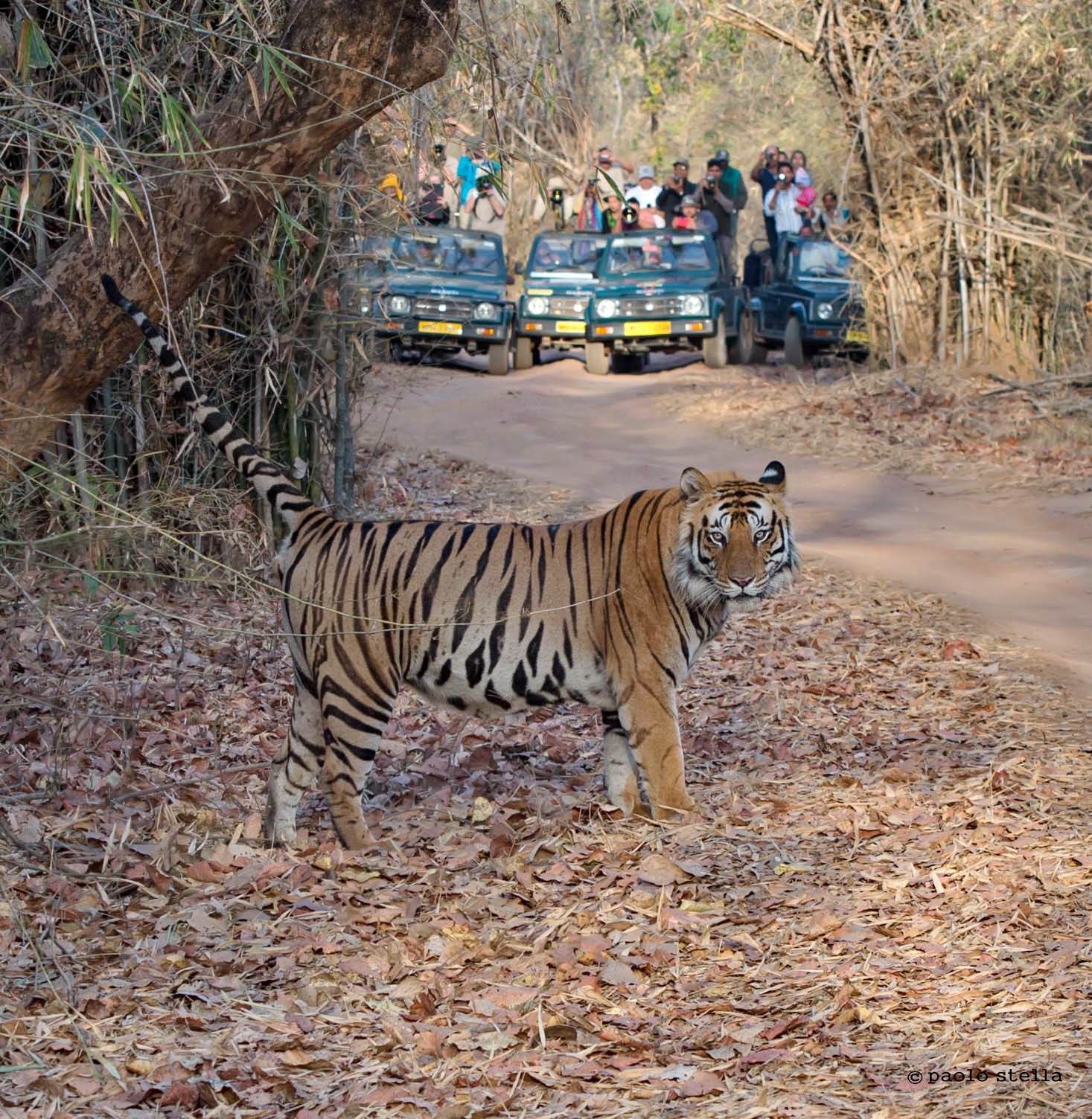 this is my territory