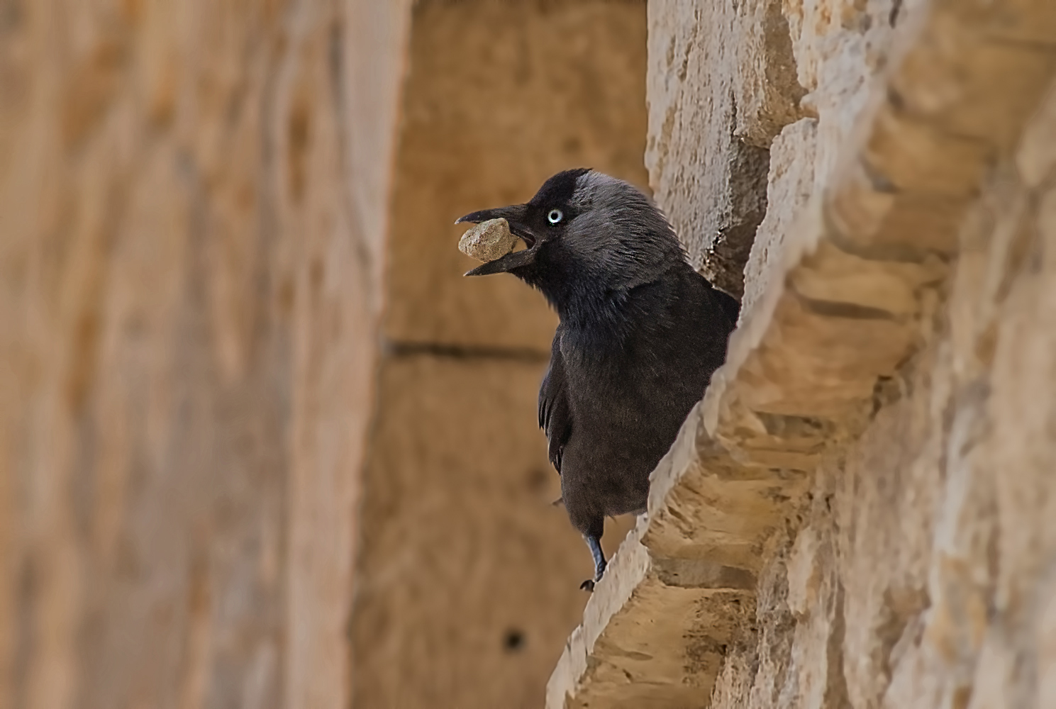 gli utensili degli uccelli
