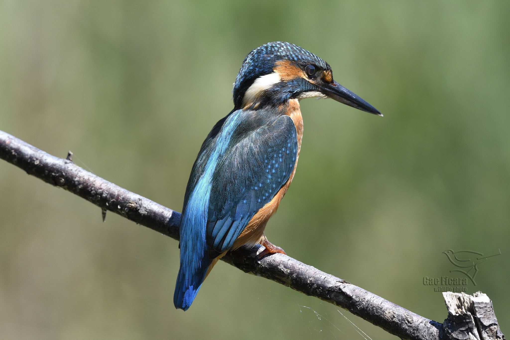 martin male fisherman