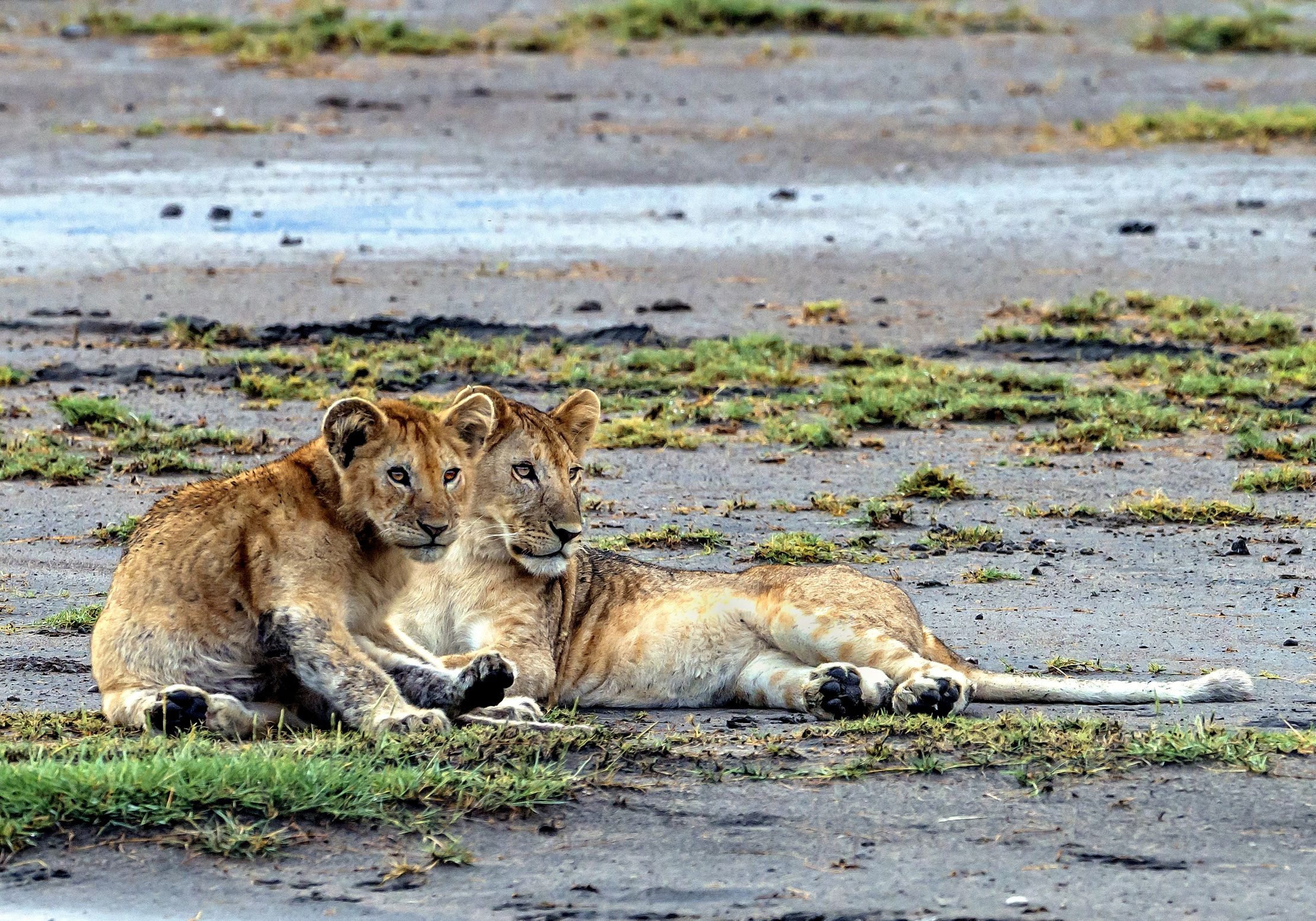 Tanzania 2016 - A Ndutu