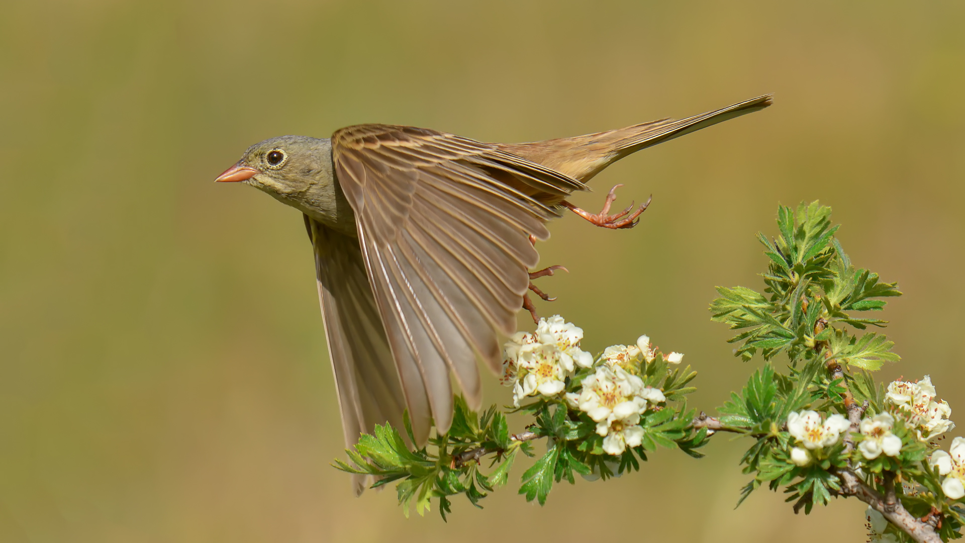 Ortolano / Emberiza hortulana