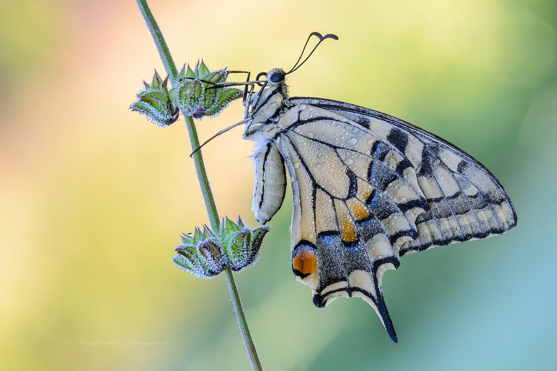 Papilio machaon