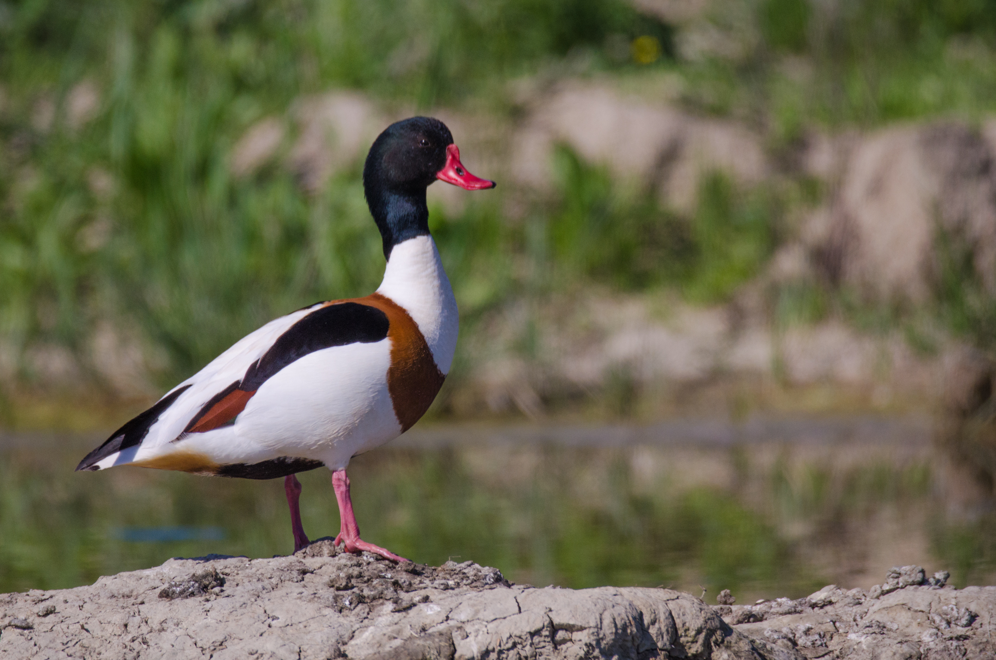 in the top Olympians