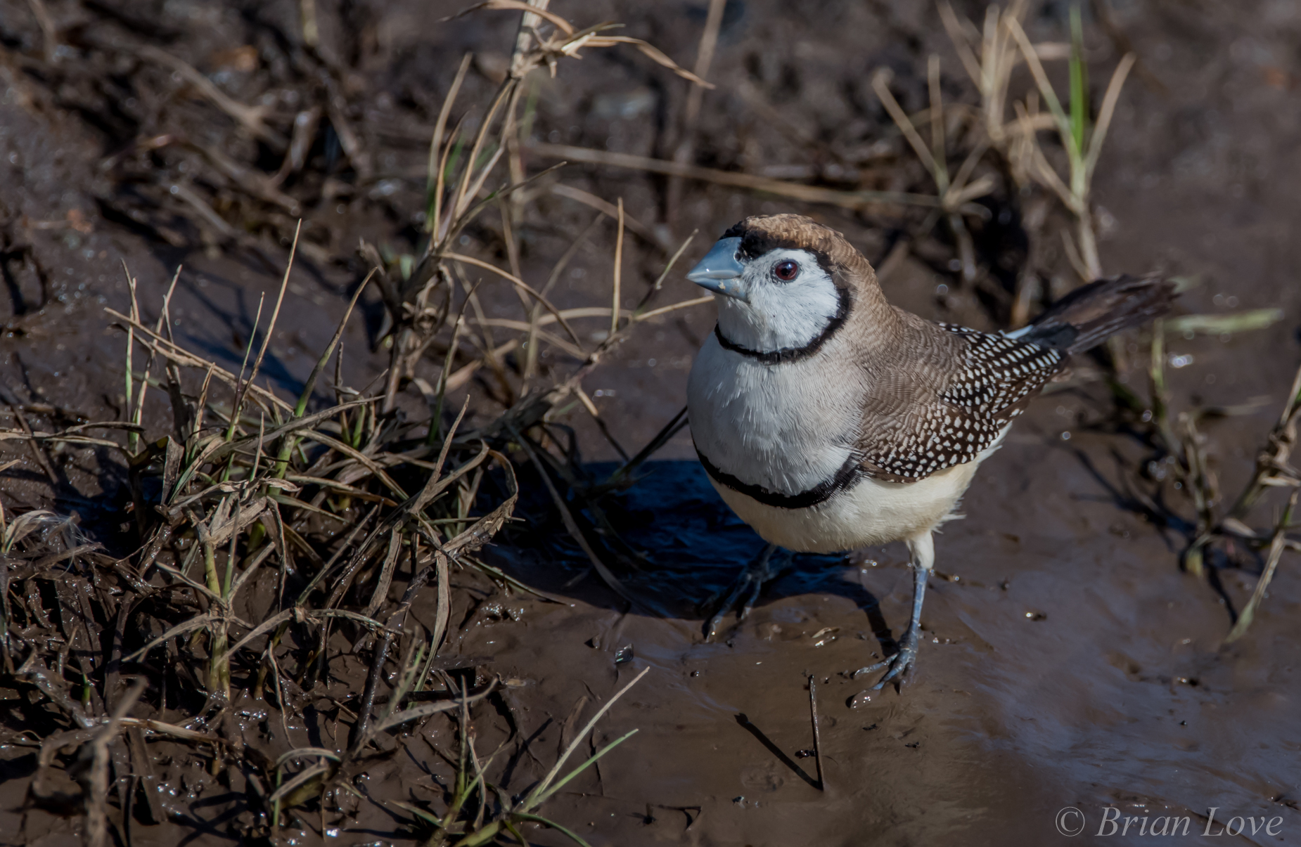 Double-barred Finch