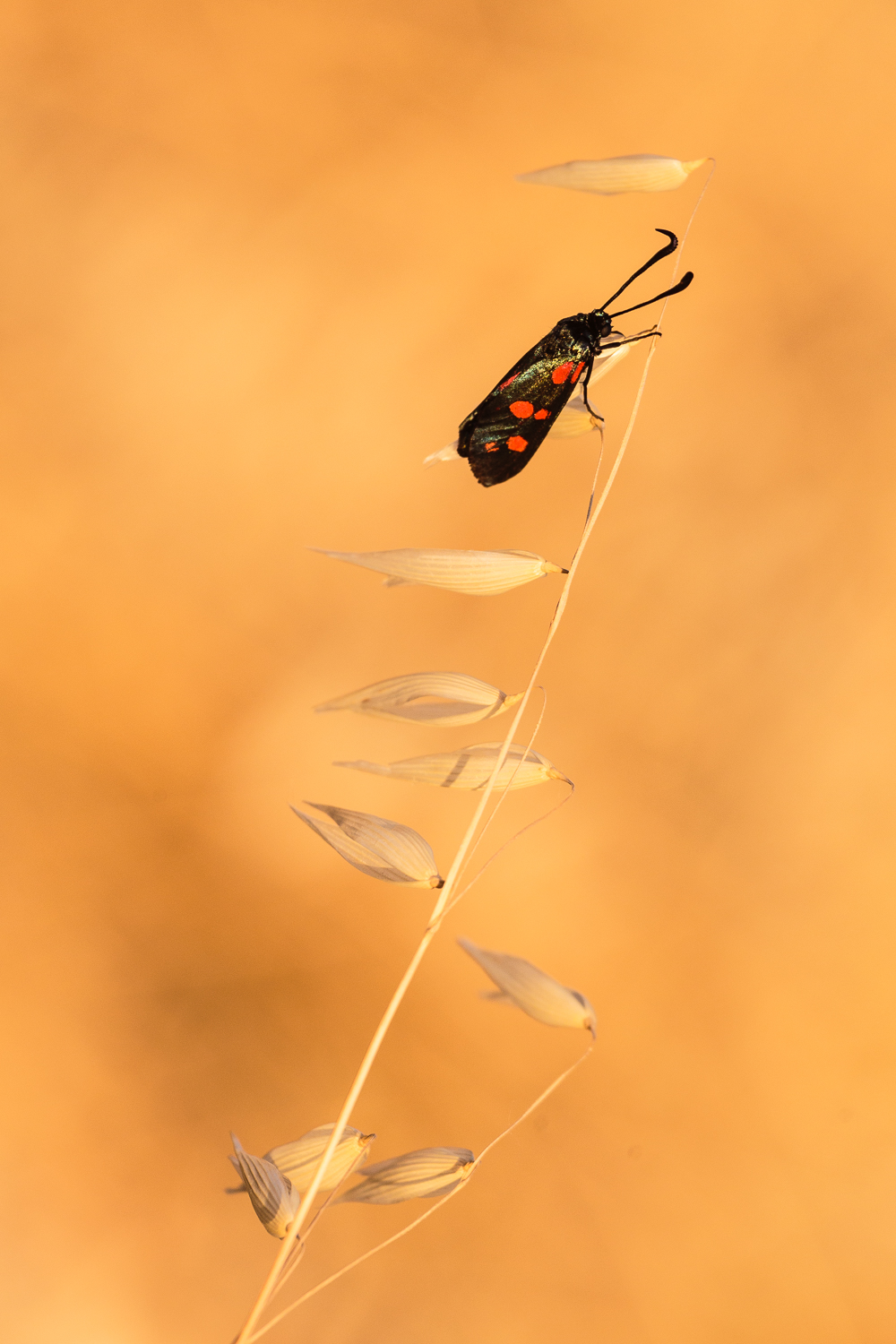 Zygaena filipendulae