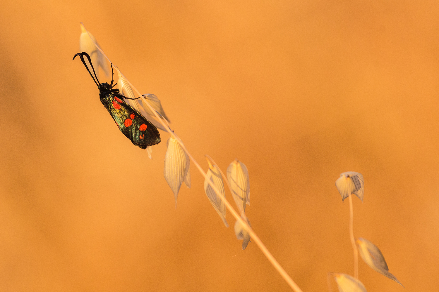 Zygaena filipendulae