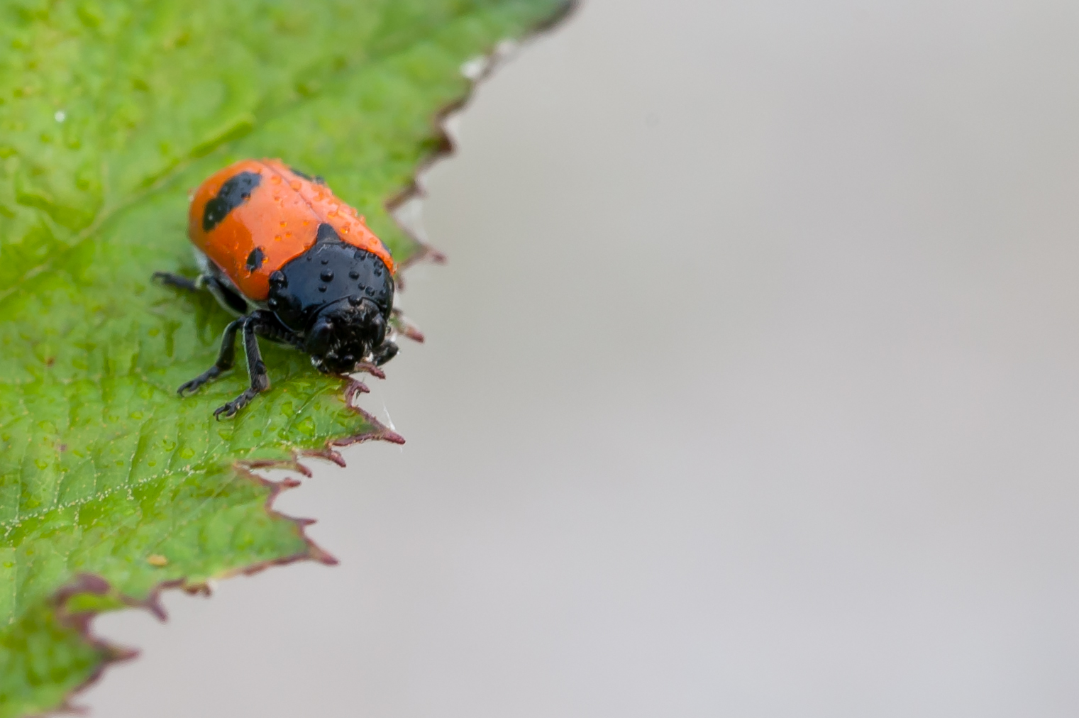 Uno strappo alla regola...