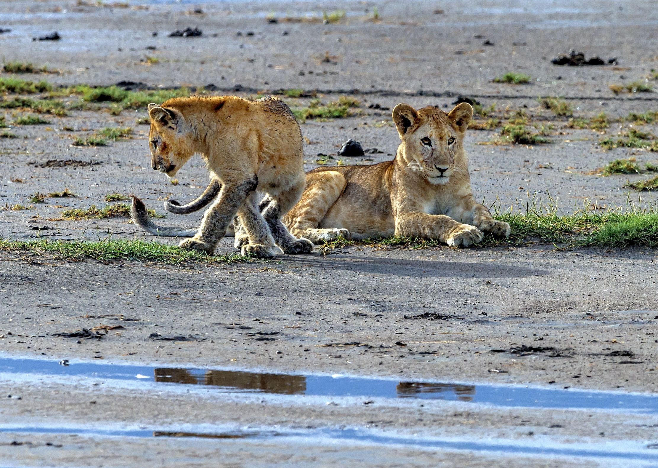 Tanzania 2016 - A Ndutu